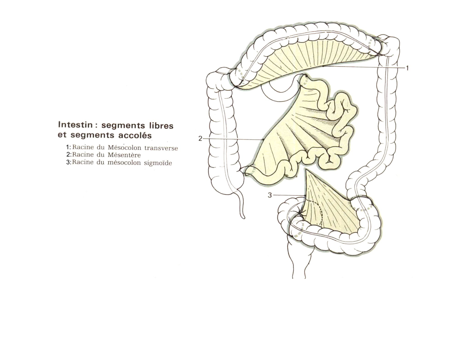 Splanchnologie generale; Pelvis-Perinée système reproducteur (homme et femme)1 page 36