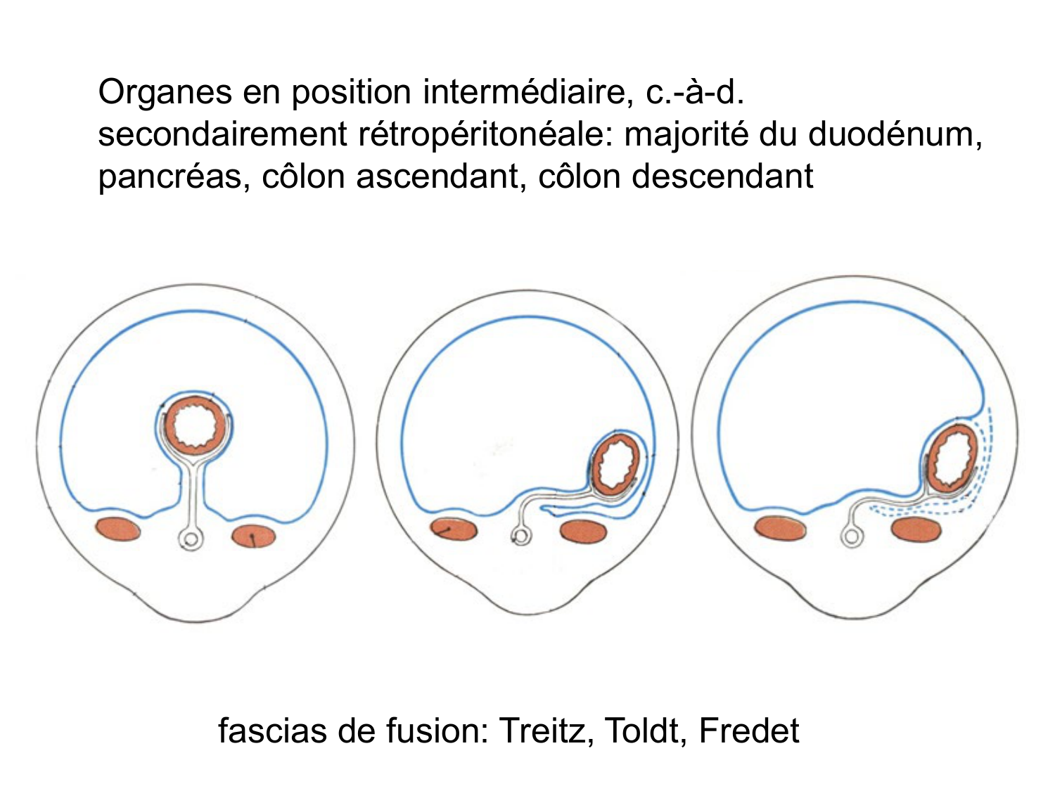Splanchnologie generale; Pelvis-Perinée système reproducteur (homme et femme)1 page 45
