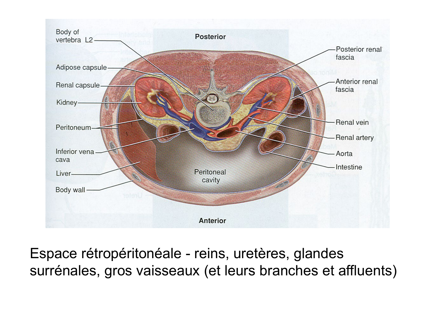 Splanchnologie generale; Pelvis-Perinée système reproducteur (homme et femme)1 page 46