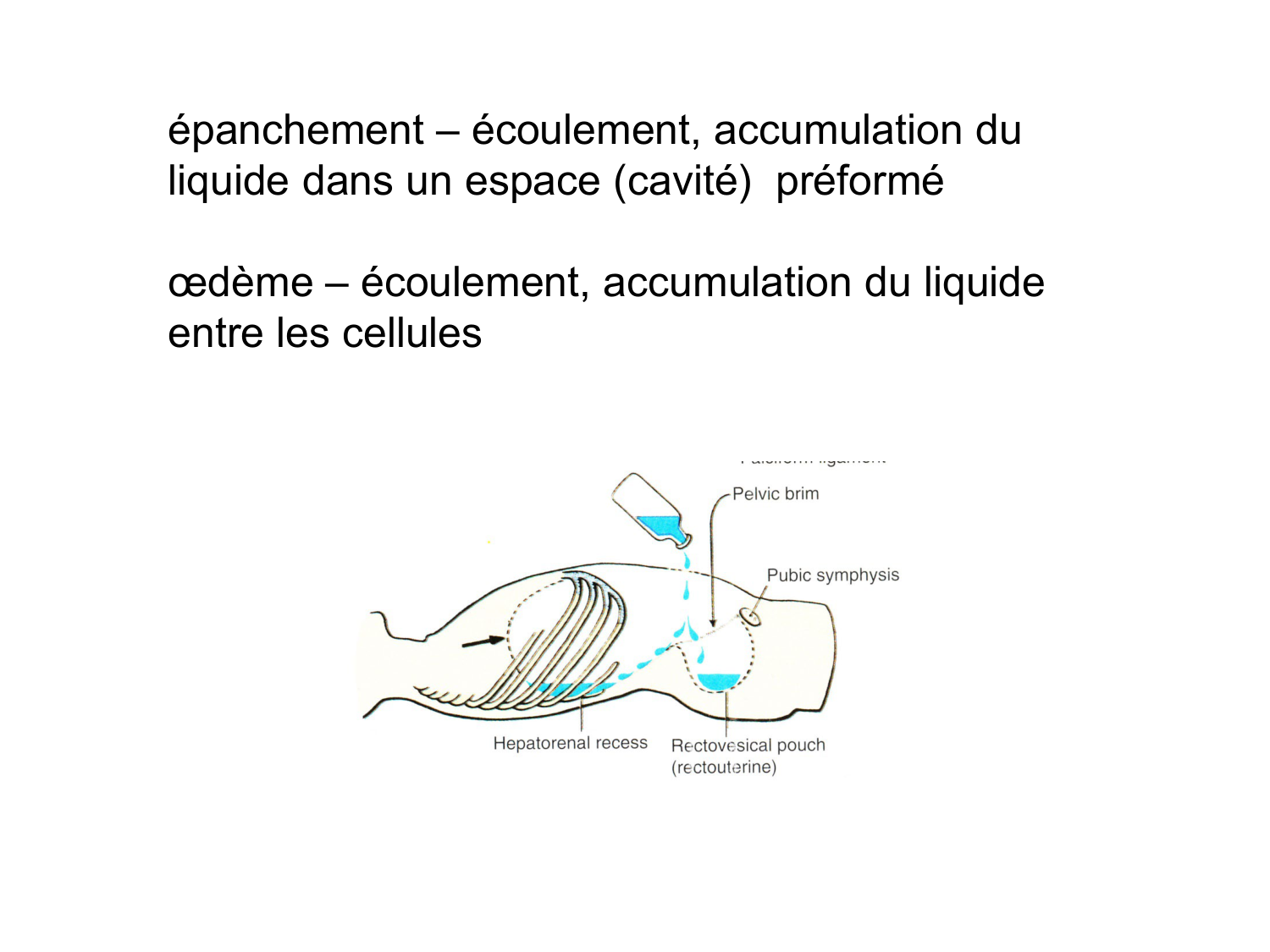 Splanchnologie generale; Pelvis-Perinée système reproducteur (homme et femme)1 page 47