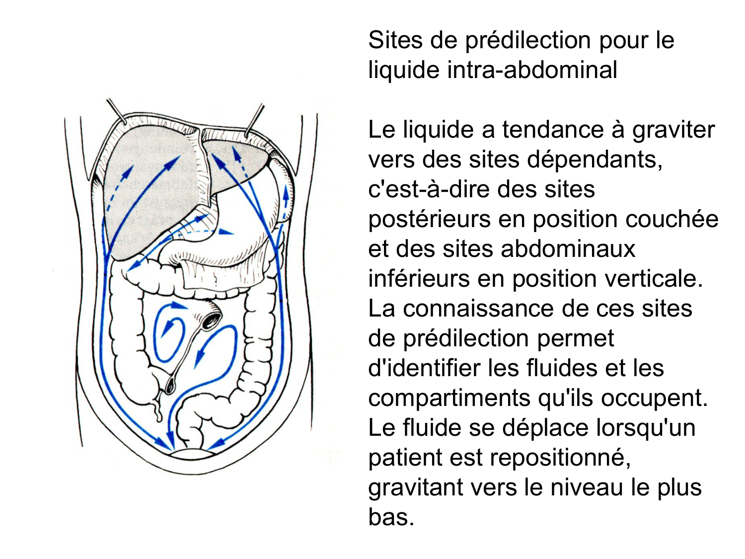 Splanchnologie generale; Pelvis-Perinée système reproducteur (homme et femme)1 page 48