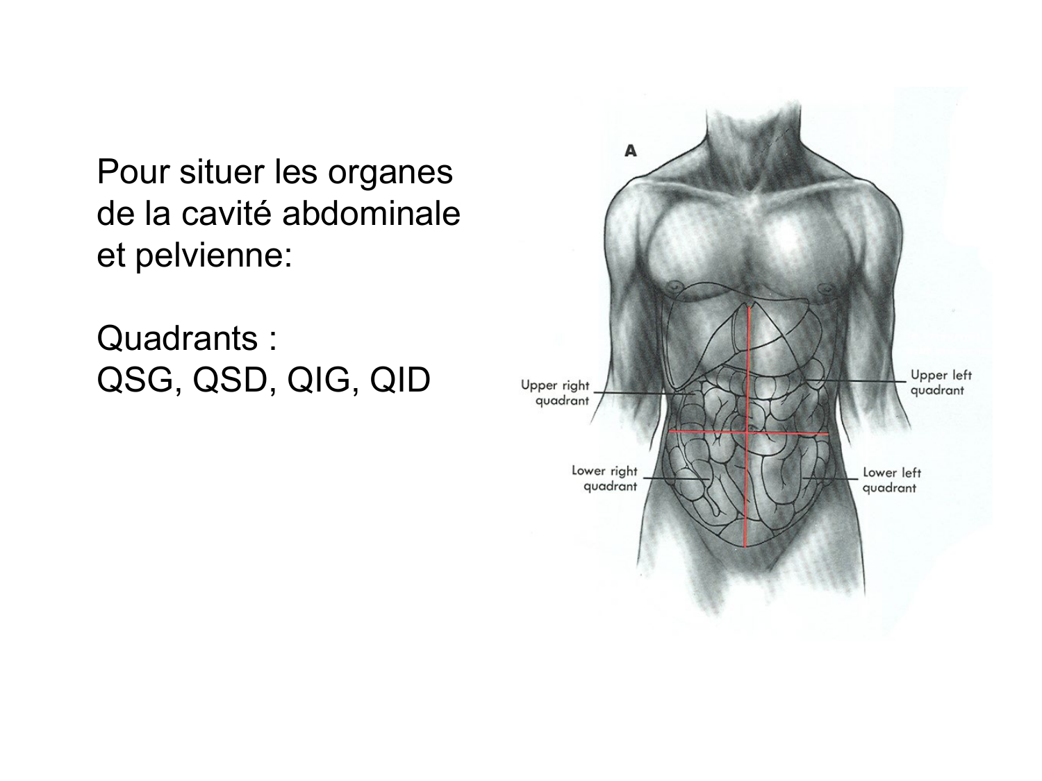 Splanchnologie generale; Pelvis-Perinée système reproducteur (homme et femme)1 page 49