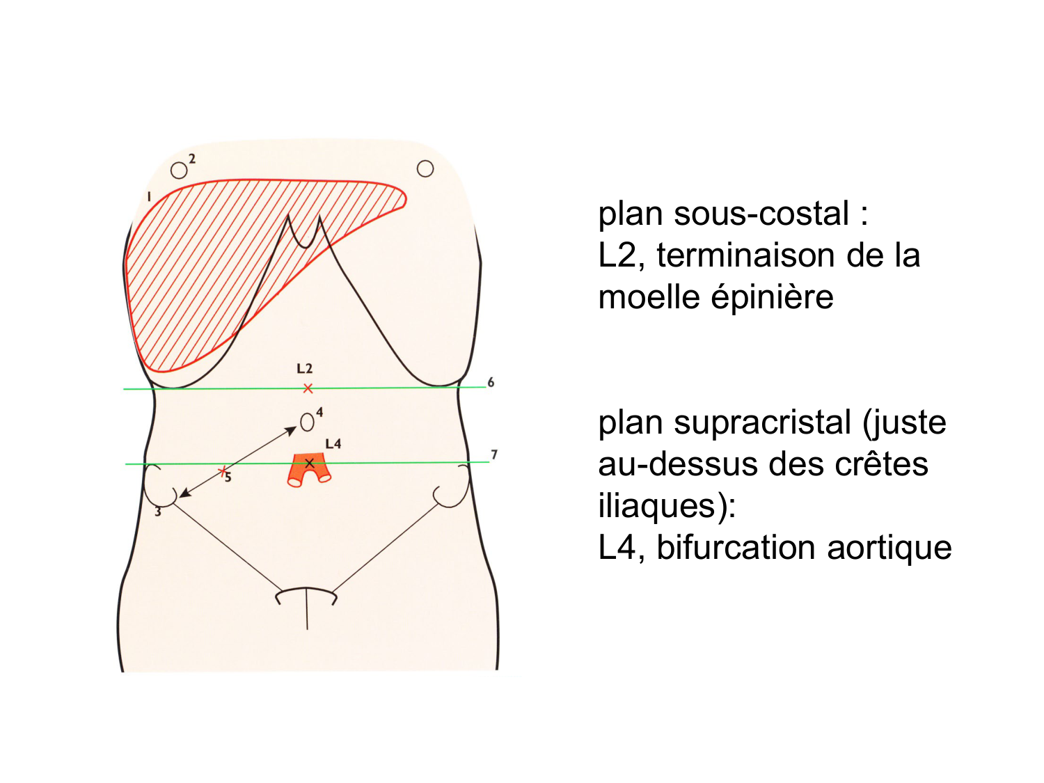 Splanchnologie generale; Pelvis-Perinée système reproducteur (homme et femme)1 page 51