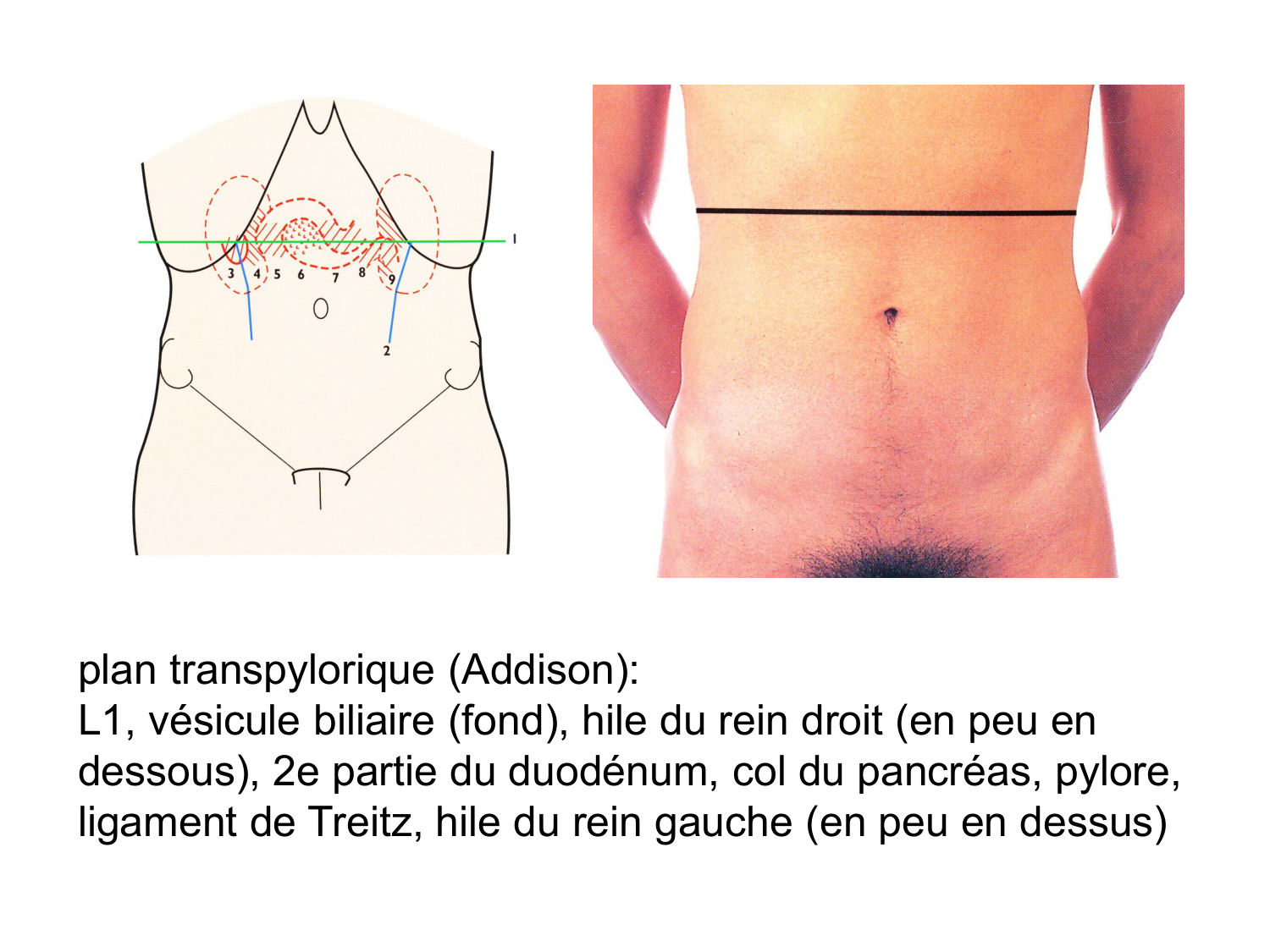 Splanchnologie generale; Pelvis-Perinée système reproducteur (homme et femme)1 page 52