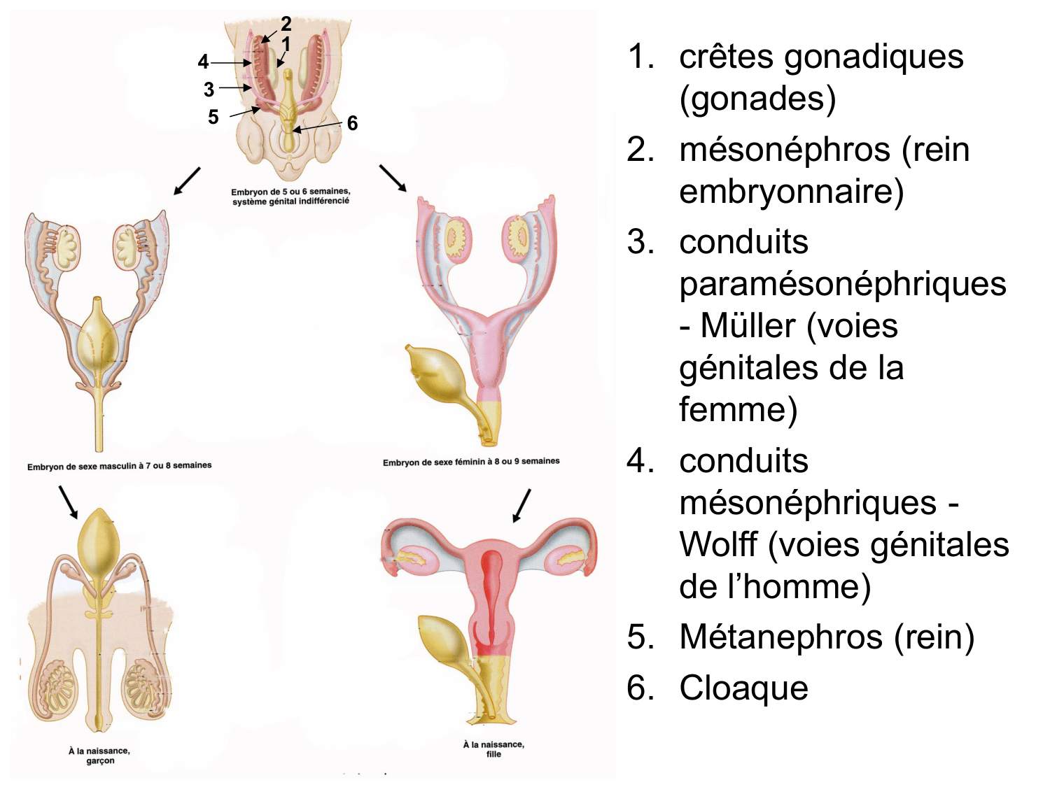 Splanchnologie generale; Pelvis-Perinée système reproducteur (homme et femme)1 page 57