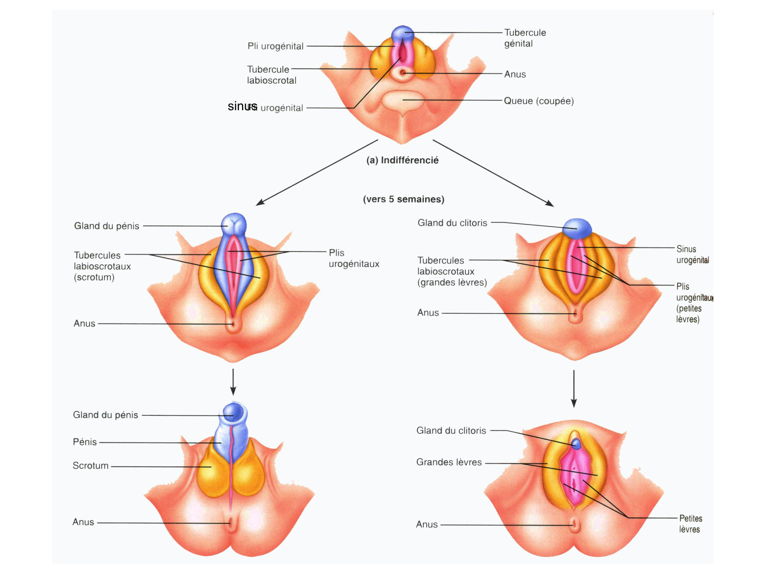 Splanchnologie generale; Pelvis-Perinée système reproducteur (homme et femme)1 page 58