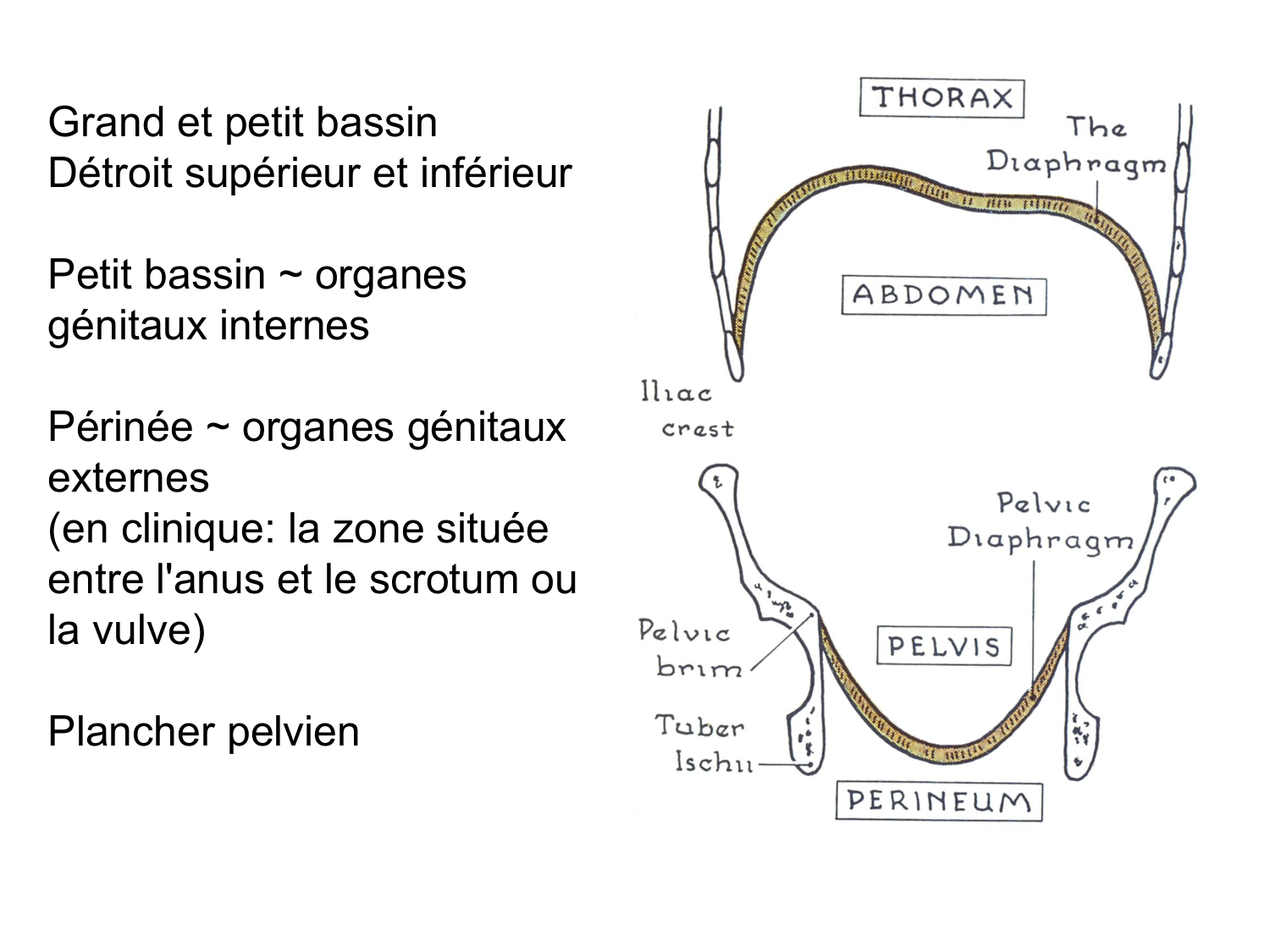 Splanchnologie generale; Pelvis-Perinée système reproducteur (homme et femme)1 page 60