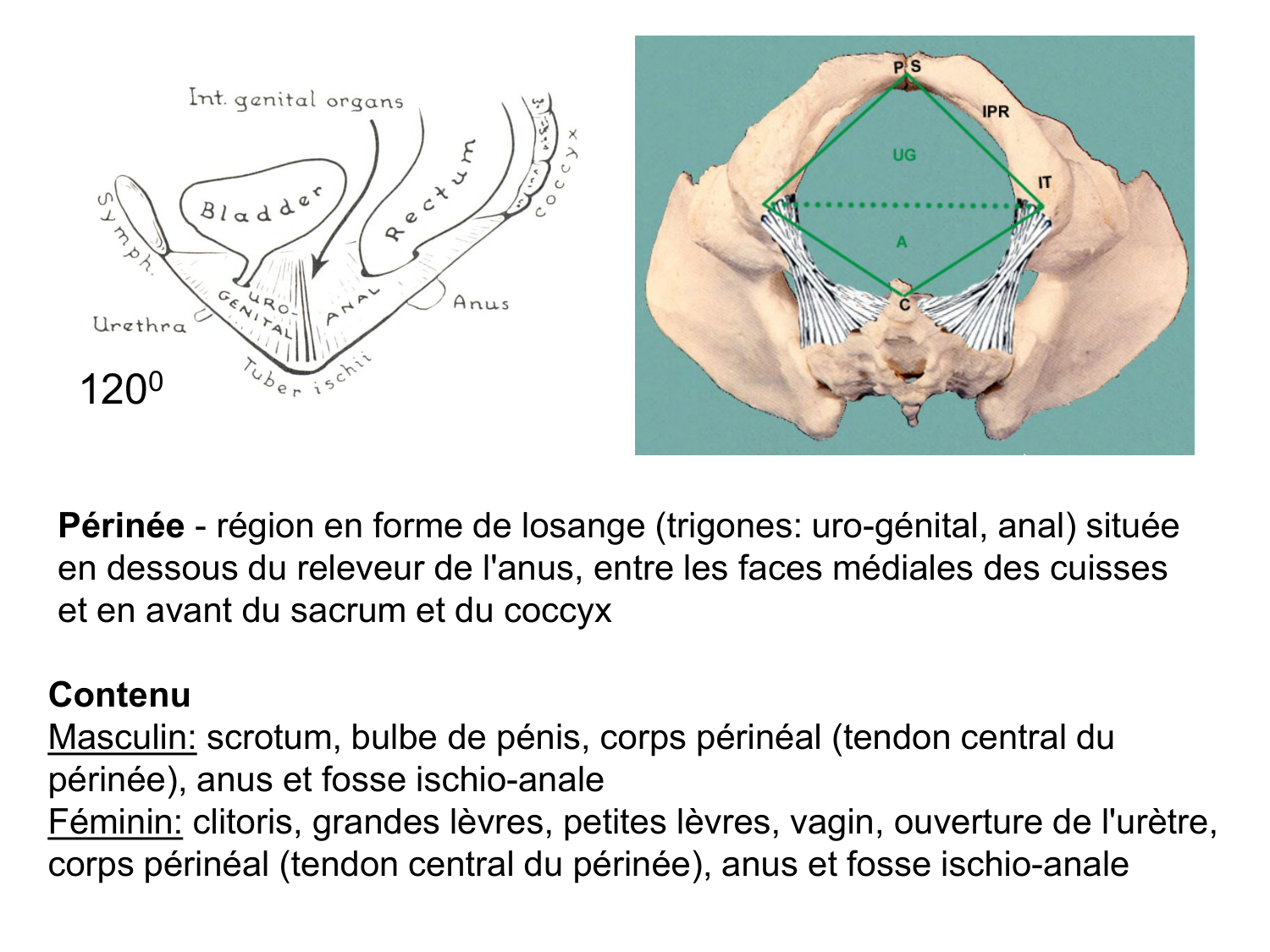 Splanchnologie generale; Pelvis-Perinée système reproducteur (homme et femme)1 page 61
