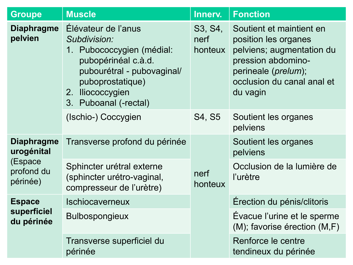 Splanchnologie generale; Pelvis-Perinée système reproducteur (homme et femme)1 page 64