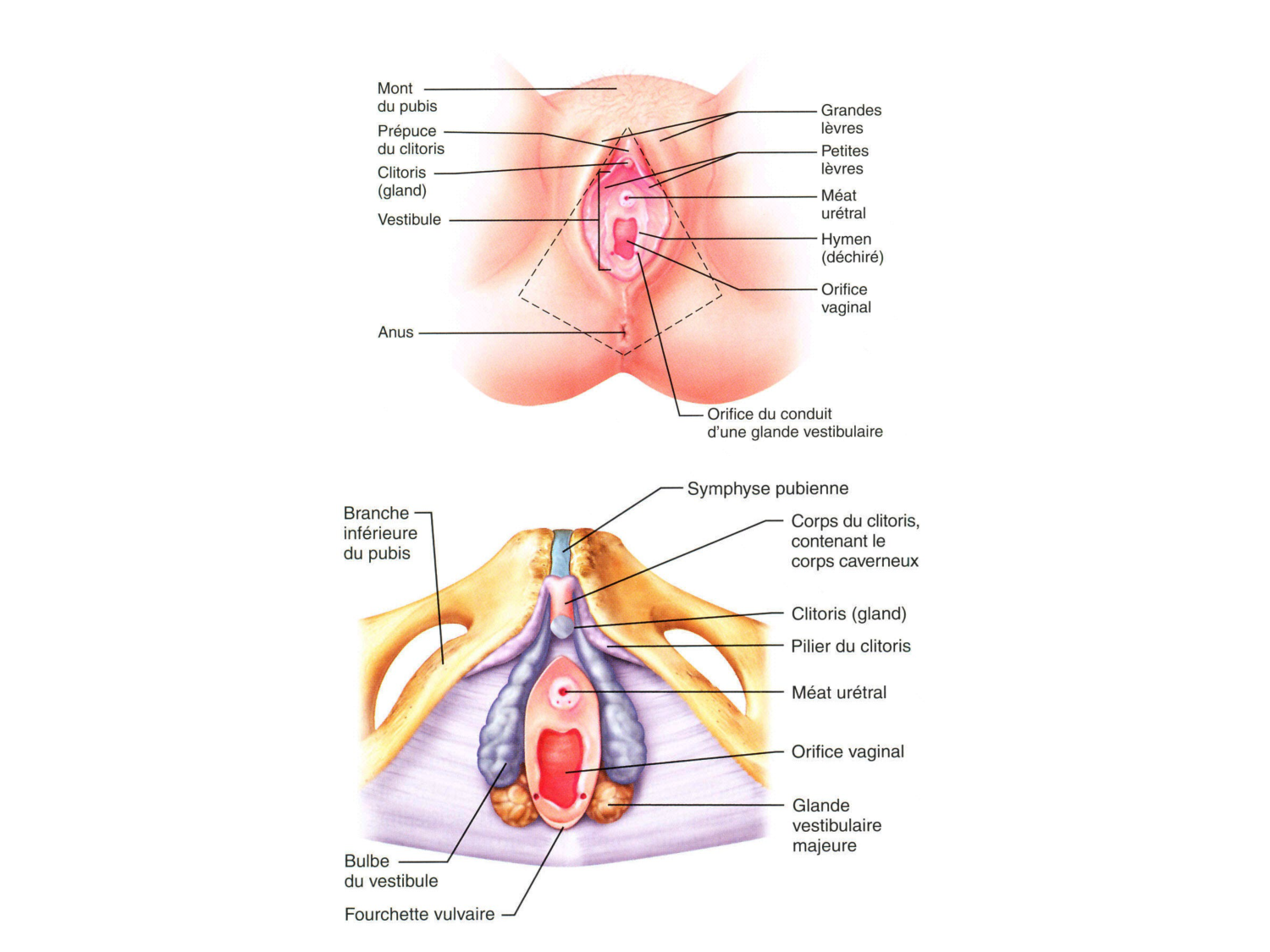 Splanchnologie generale; Pelvis-Perinée système reproducteur (homme et femme)1 page 77