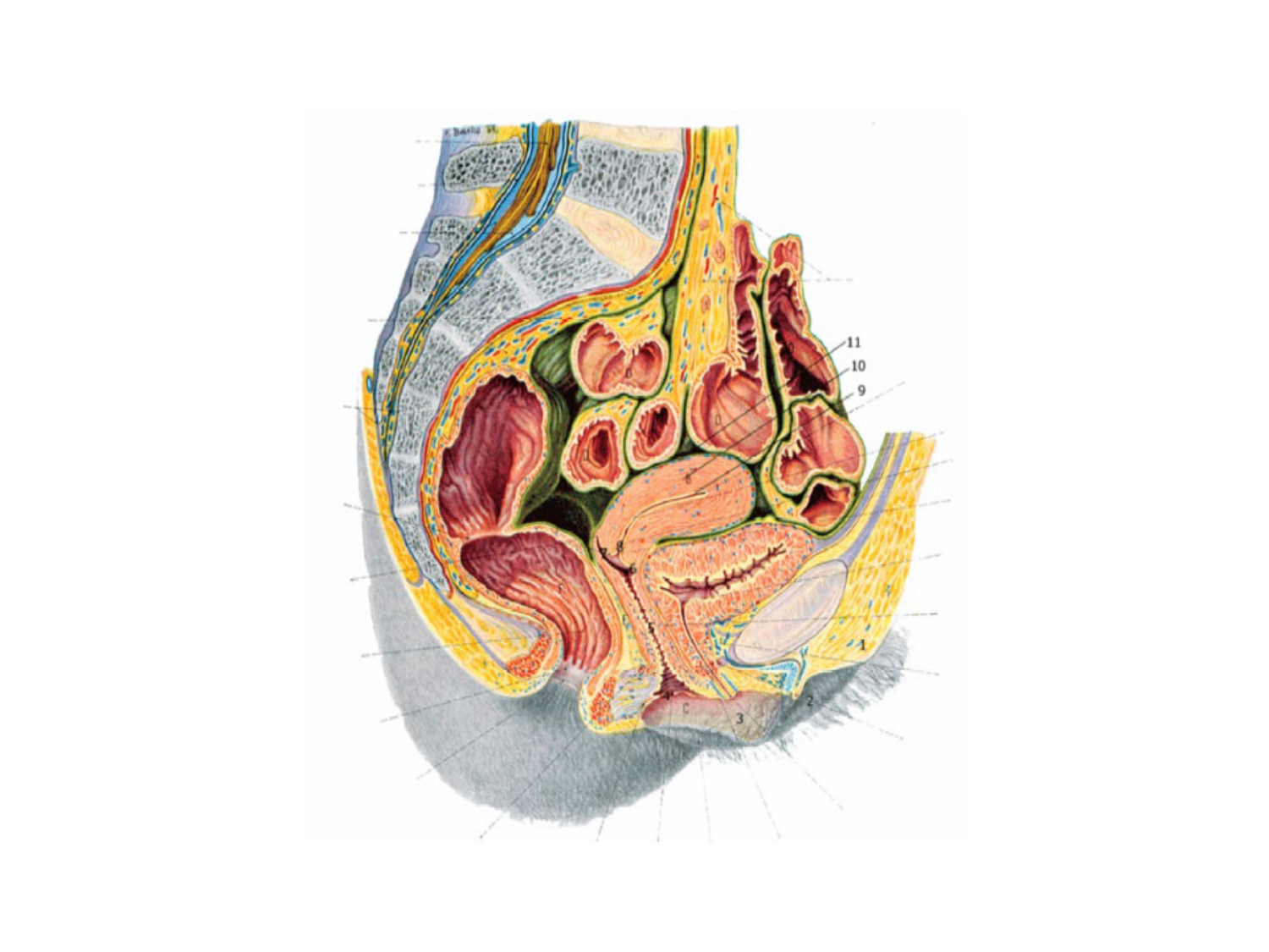 Splanchnologie generale; Pelvis-Perinée système reproducteur (homme et femme)1 page 79