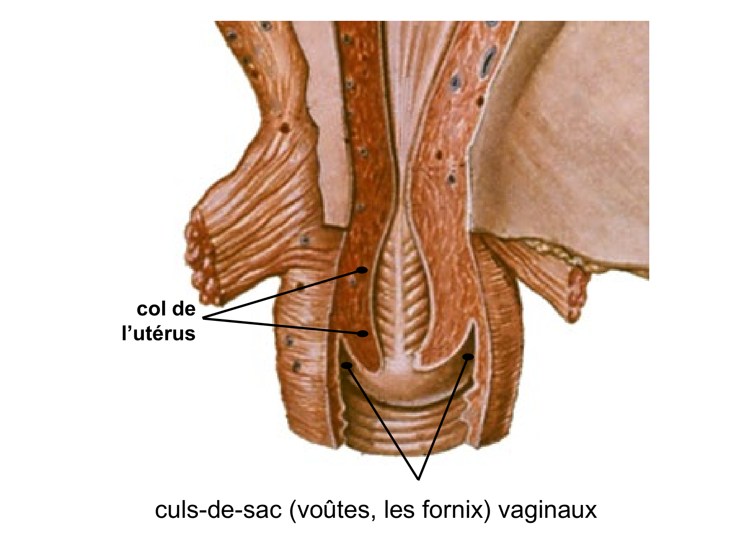 Splanchnologie generale; Pelvis-Perinée système reproducteur (homme et femme)1 page 81
