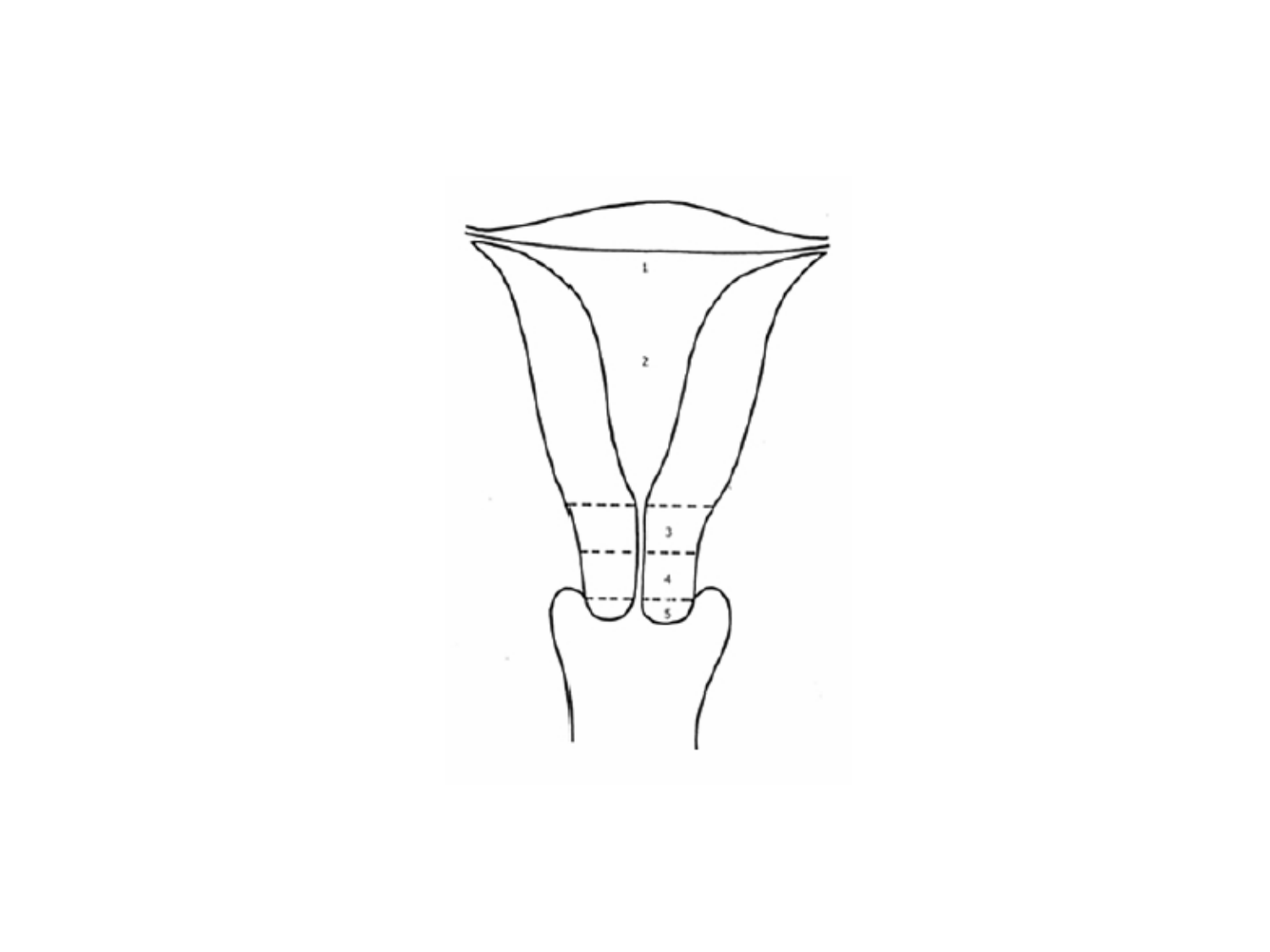 Splanchnologie generale; Pelvis-Perinée système reproducteur (homme et femme)1 page 83