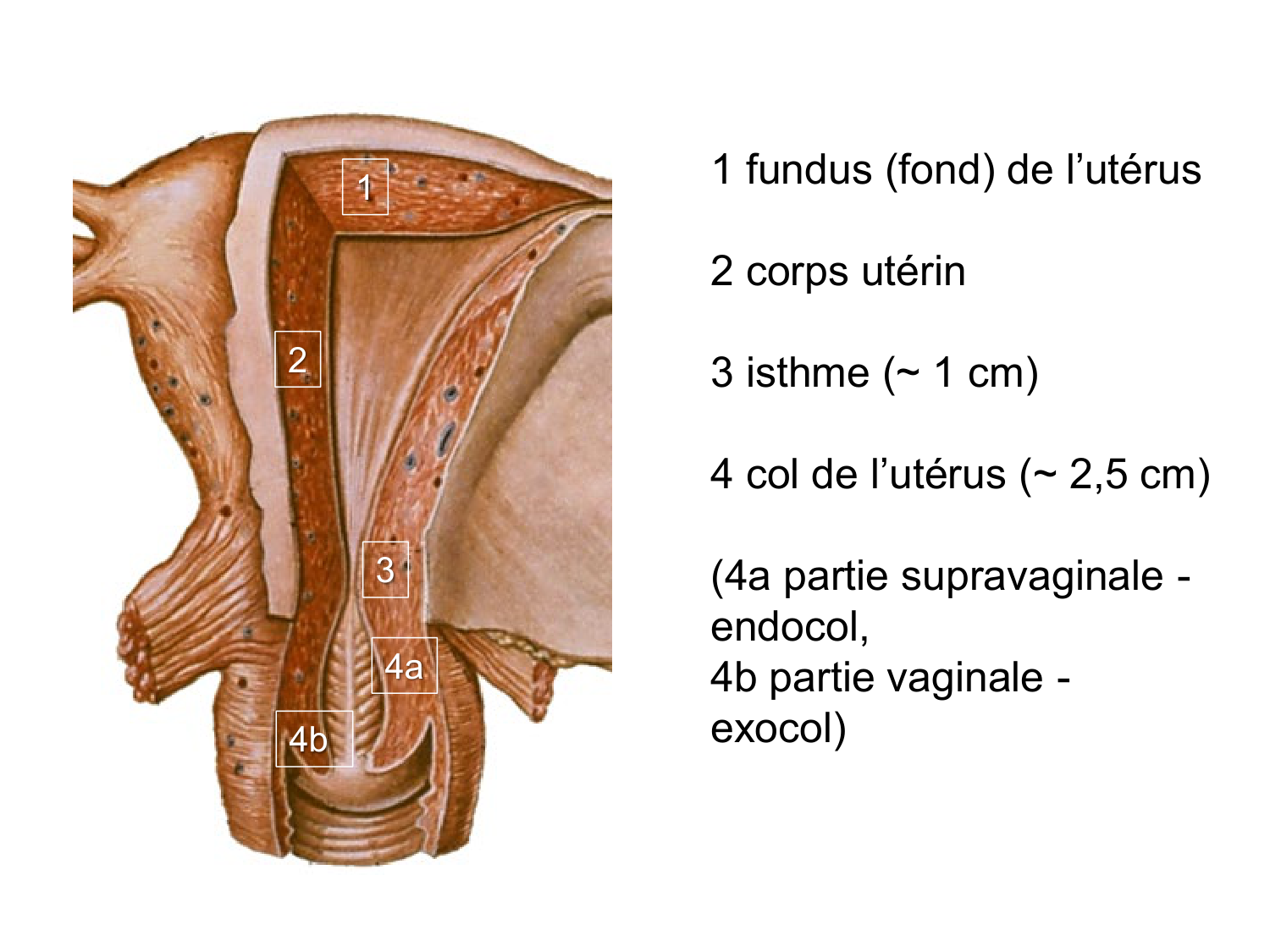 Splanchnologie generale; Pelvis-Perinée système reproducteur (homme et femme)1 page 84