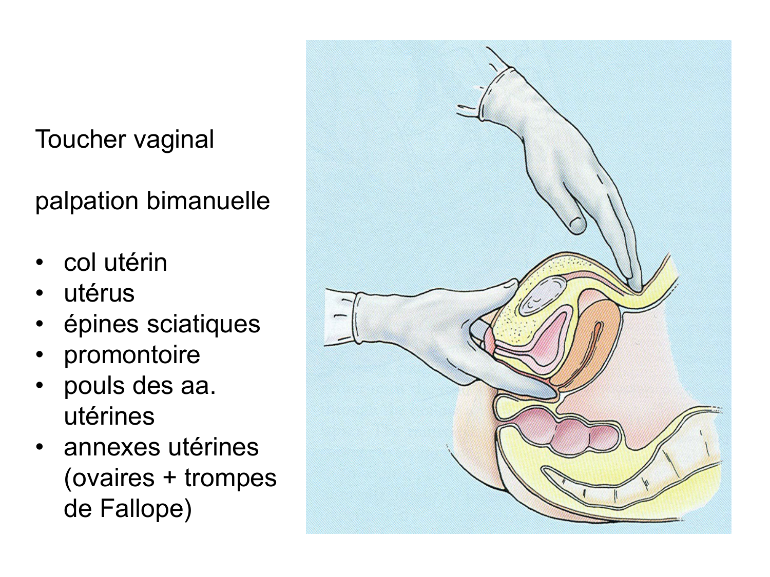 Splanchnologie generale; Pelvis-Perinée système reproducteur (homme et femme)1 page 85