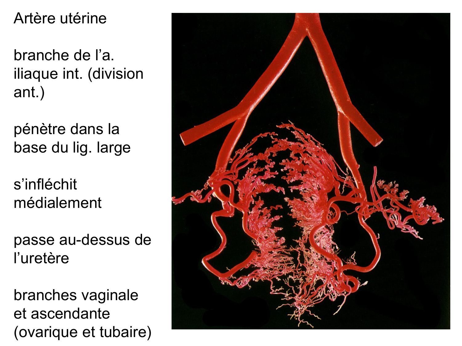 Splanchnologie generale; Pelvis-Perinée système reproducteur (homme et femme)1 page 87