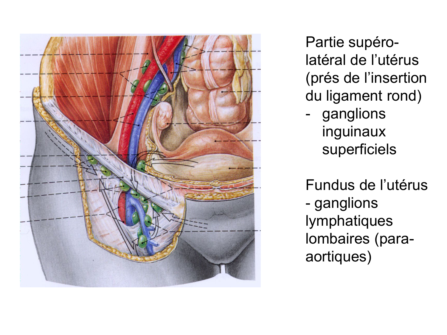 Splanchnologie generale; Pelvis-Perinée système reproducteur (homme et femme)1 page 89