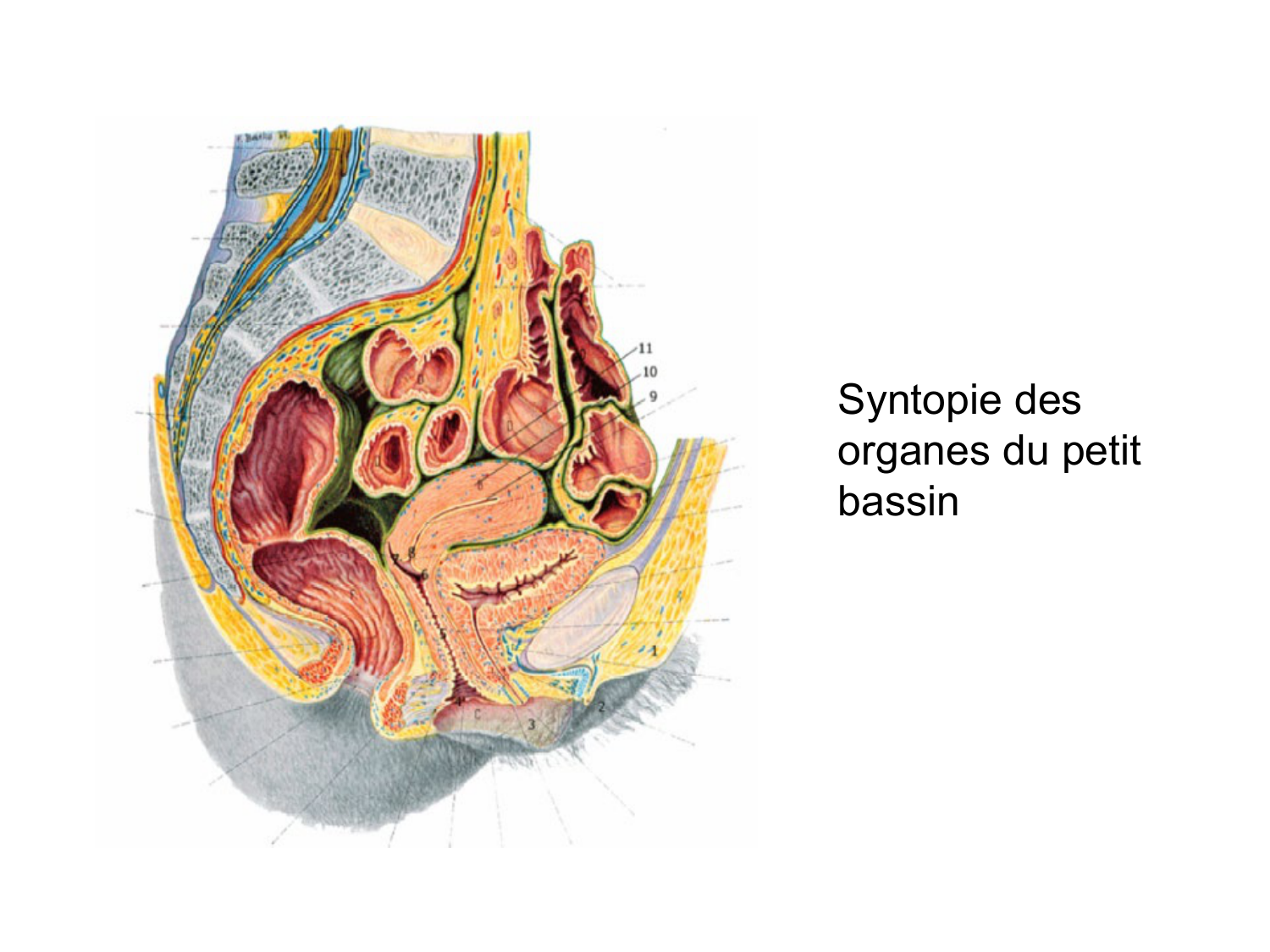 Splanchnologie generale; Pelvis-Perinée système reproducteur (homme et femme)1 page 90
