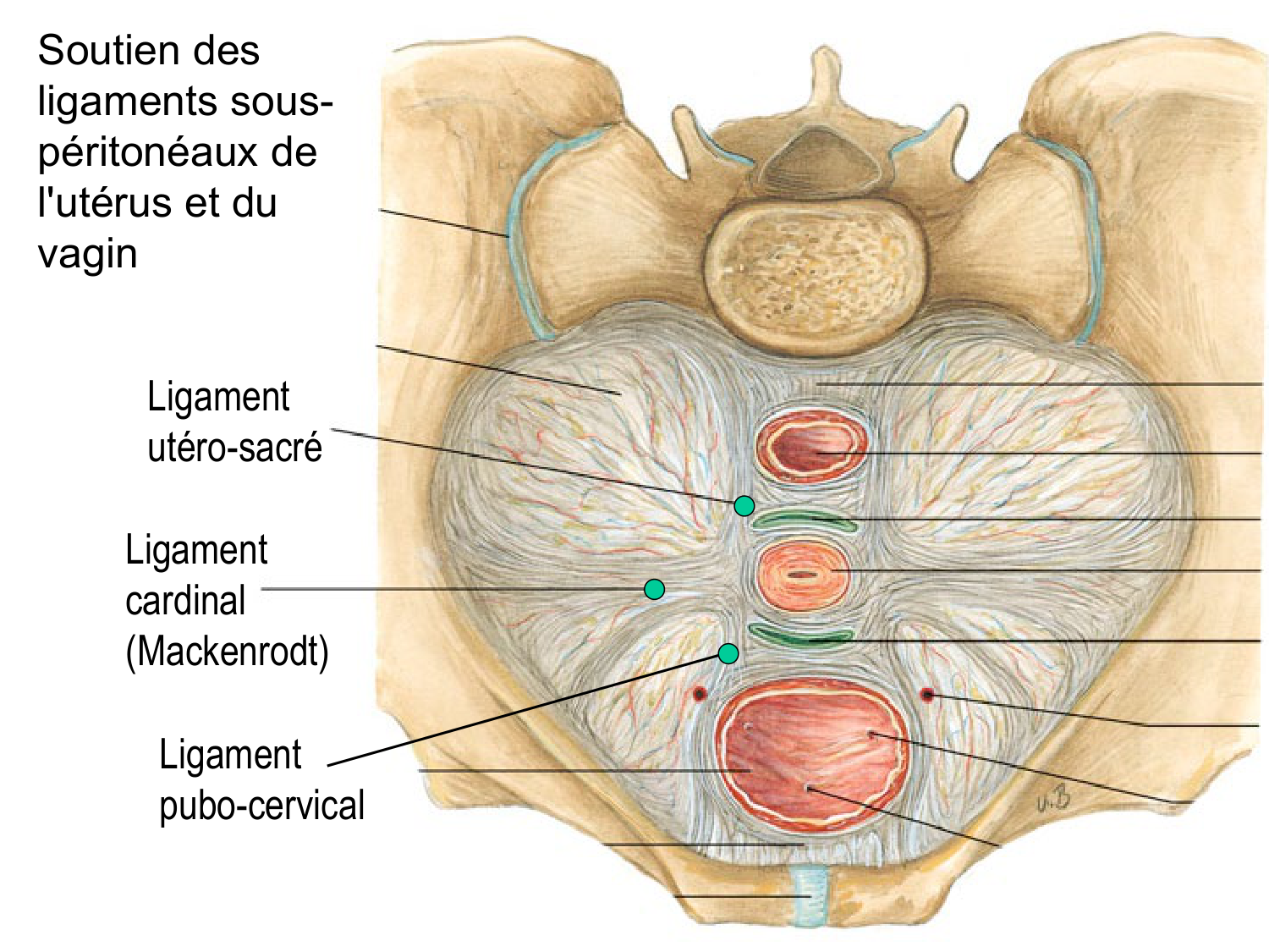Splanchnologie generale; Pelvis-Perinée système reproducteur (homme et femme)1 page 96