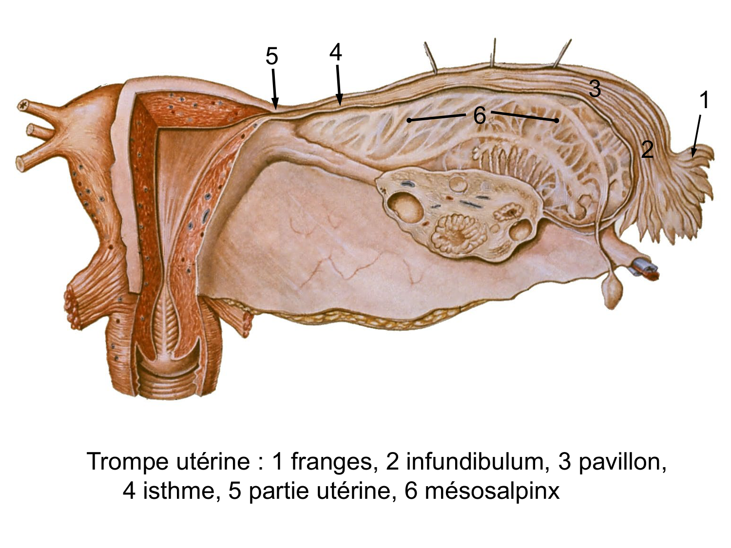 Splanchnologie generale; Pelvis-Perinée système reproducteur (homme et femme)1 page 109