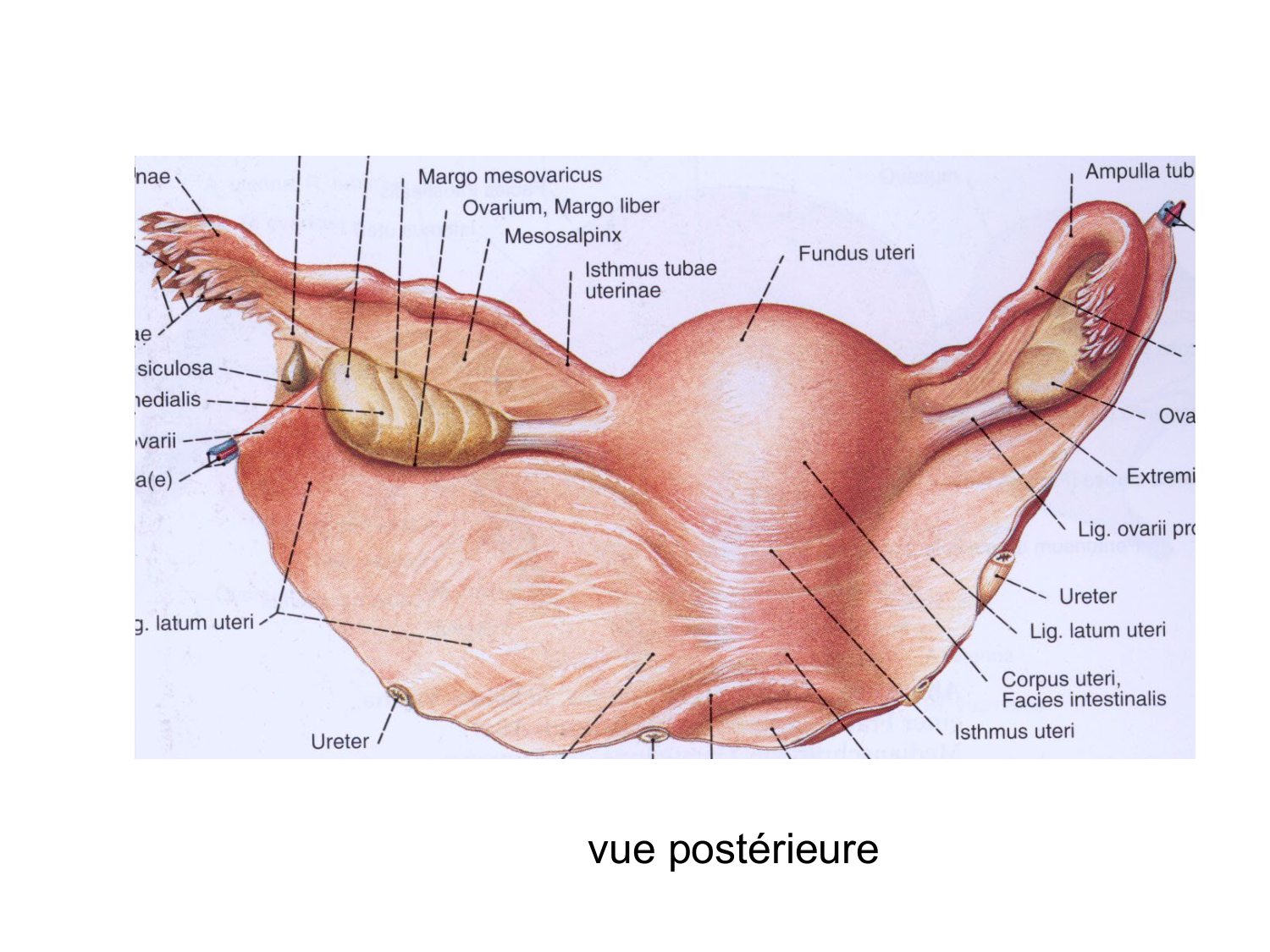 Splanchnologie generale; Pelvis-Perinée système reproducteur (homme et femme)1 page 117
