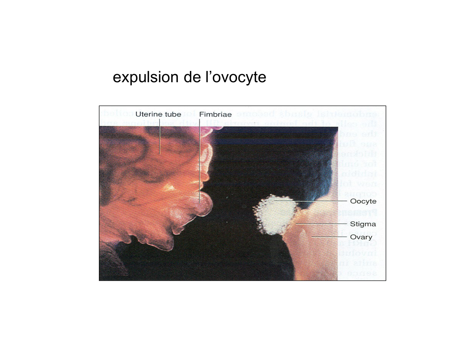 Splanchnologie generale; Pelvis-Perinée système reproducteur (homme et femme)1 page 119