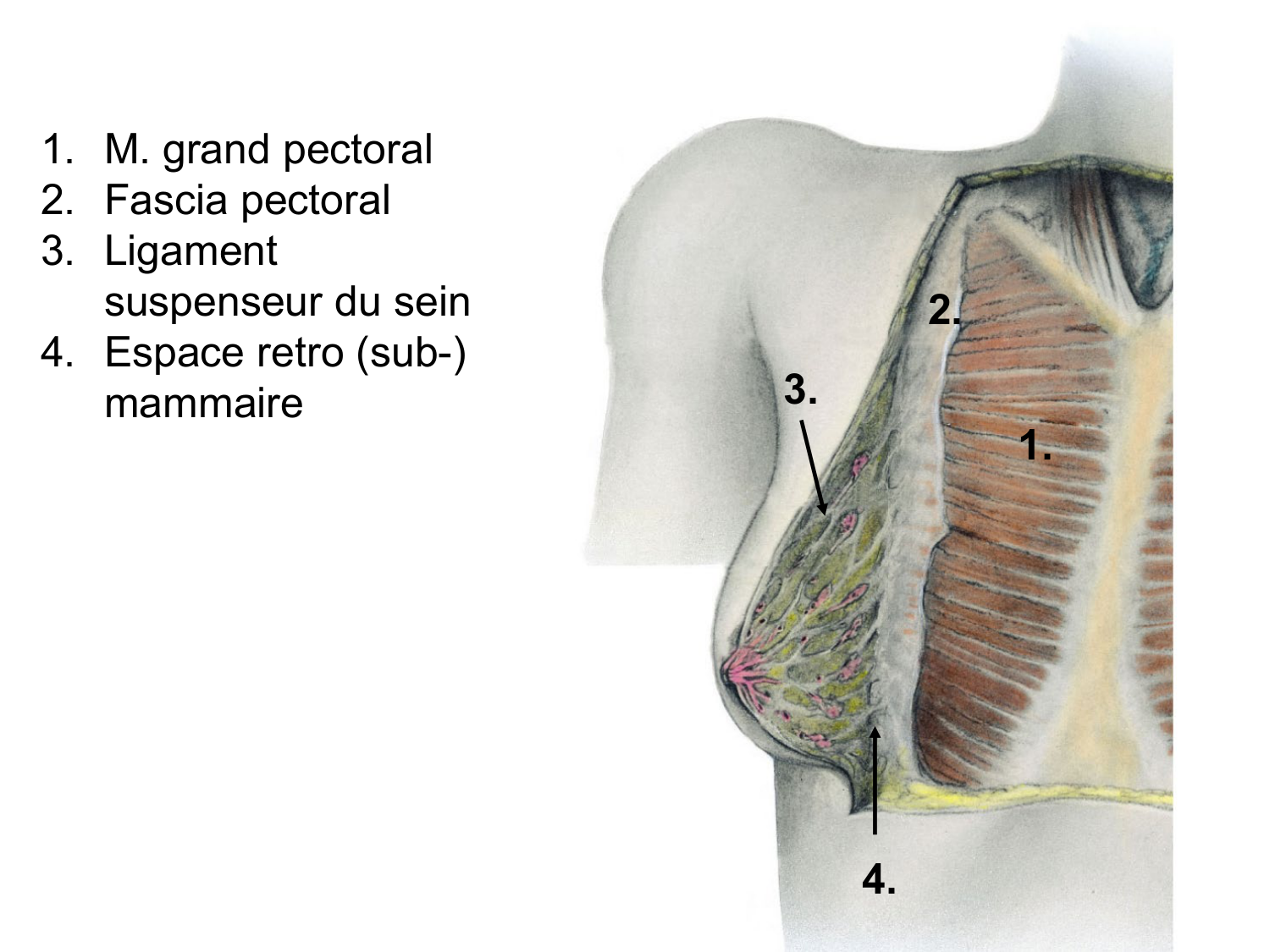 Splanchnologie generale; Pelvis-Perinée système reproducteur (homme et femme)1 page 126