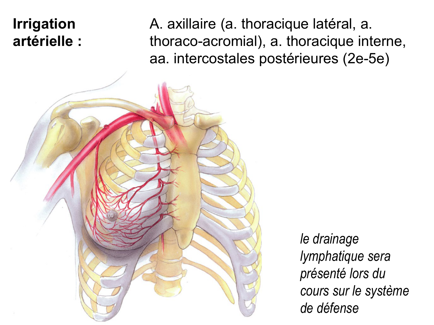 Splanchnologie generale; Pelvis-Perinée système reproducteur (homme et femme)1 page 127