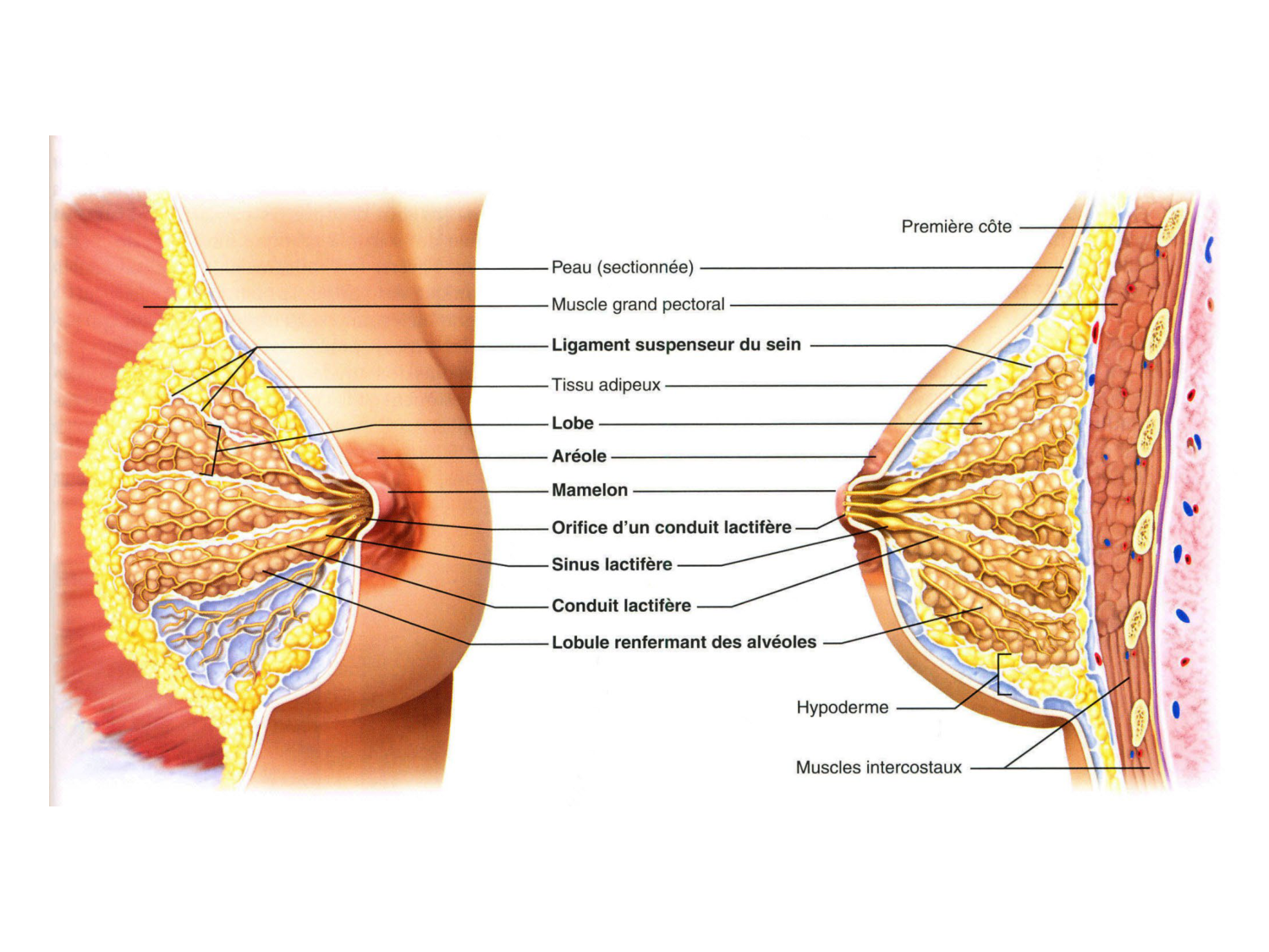 Splanchnologie generale; Pelvis-Perinée système reproducteur (homme et femme)1 page 129