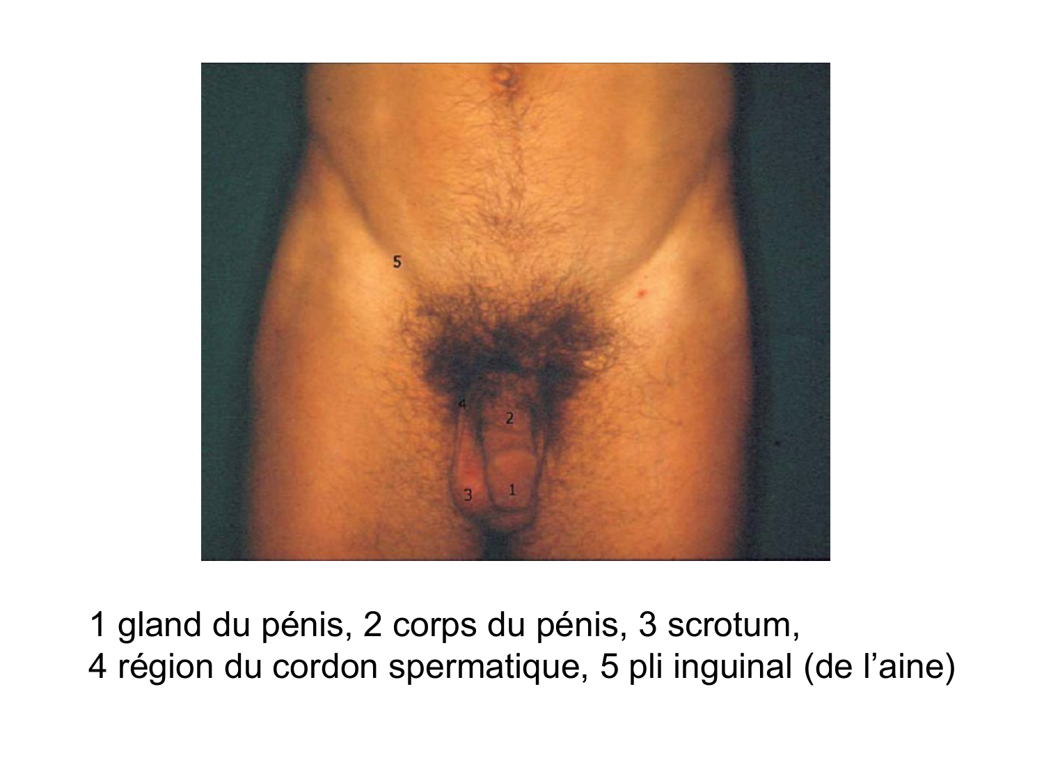 Splanchnologie generale; Pelvis-Perinée système reproducteur (homme et femme)1 page 133