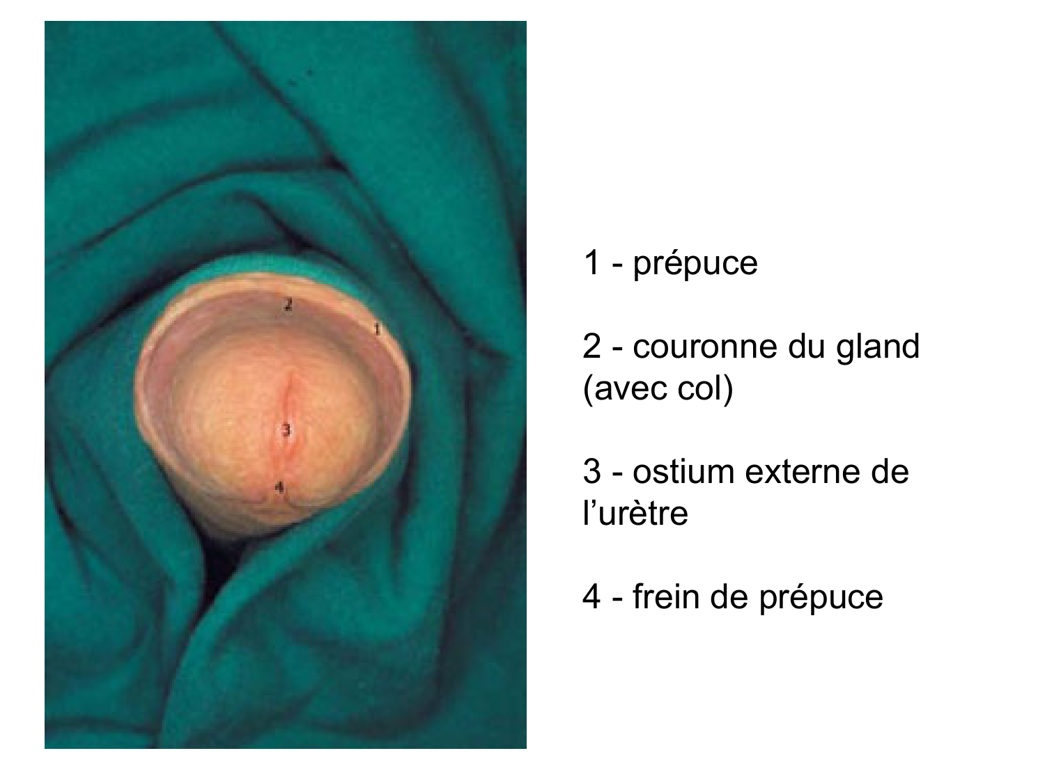 Splanchnologie generale; Pelvis-Perinée système reproducteur (homme et femme)1 page 137
