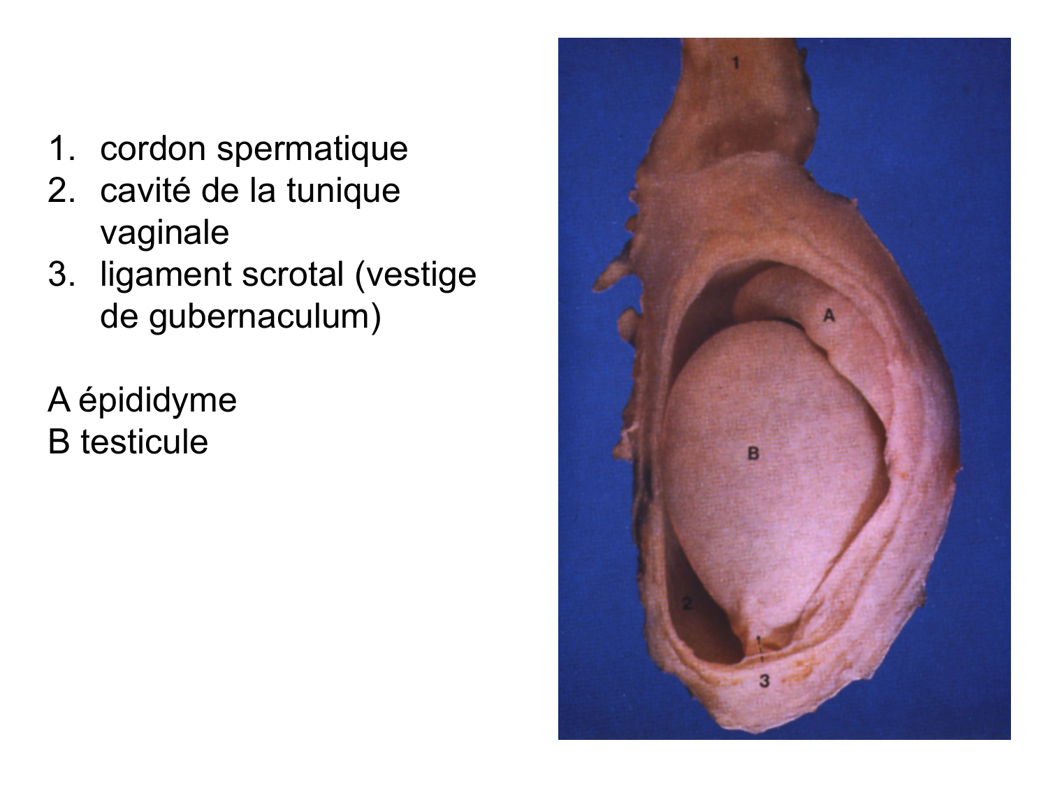 Splanchnologie generale; Pelvis-Perinée système reproducteur (homme et femme)1 page 139