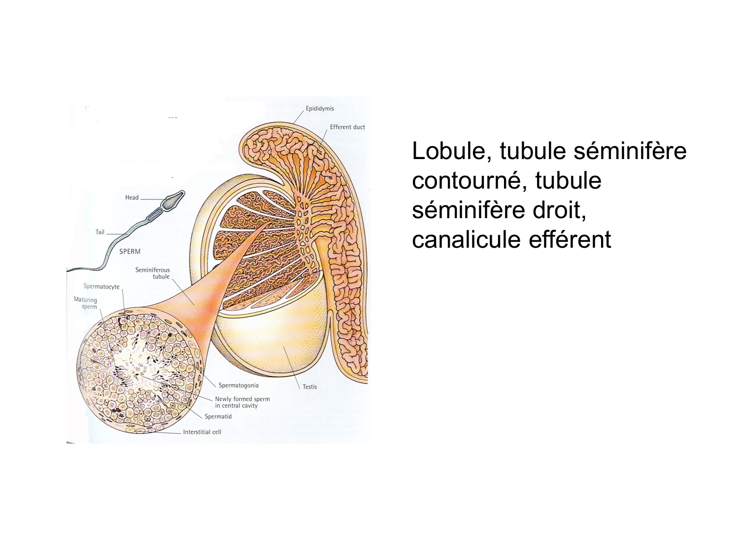 Splanchnologie generale; Pelvis-Perinée système reproducteur (homme et femme)1 page 141