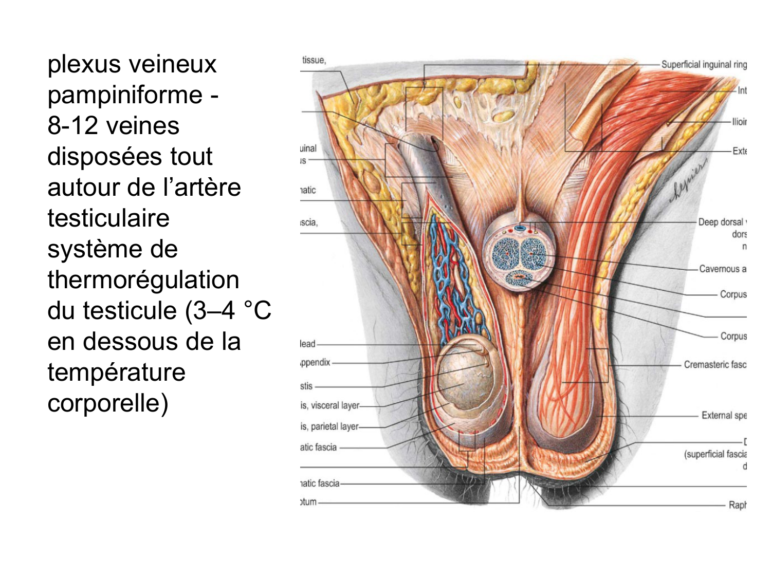 Splanchnologie generale; Pelvis-Perinée système reproducteur (homme et femme)1 page 145