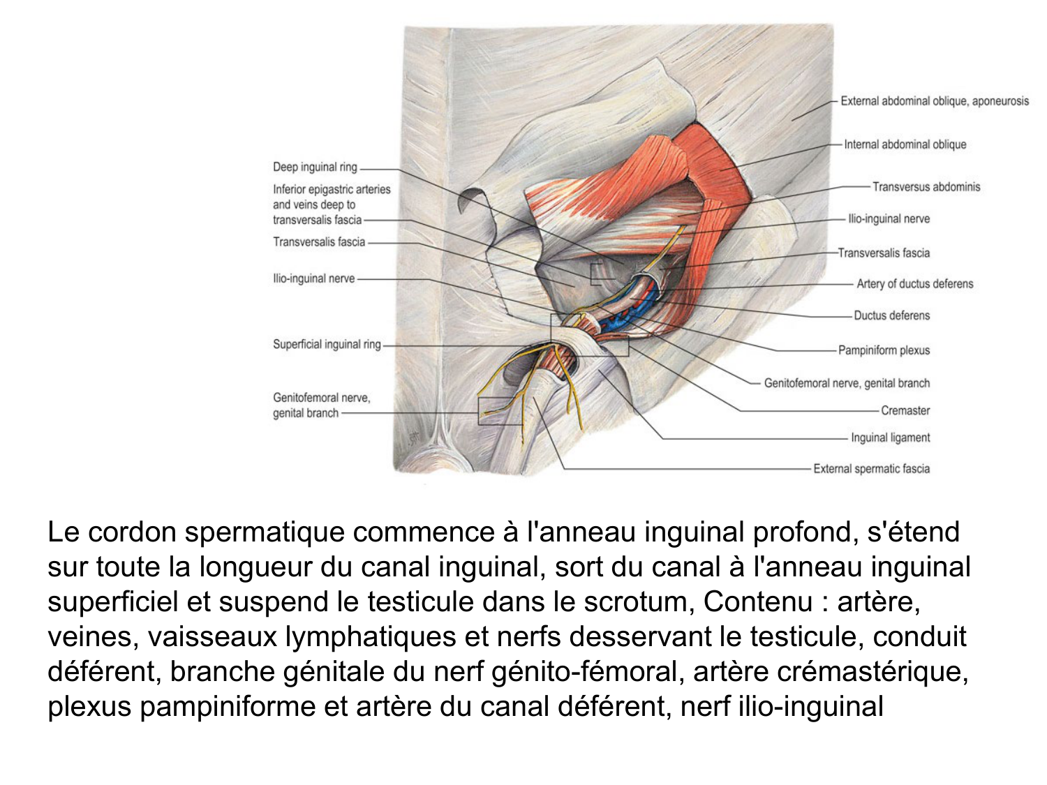 Splanchnologie generale; Pelvis-Perinée système reproducteur (homme et femme)1 page 151