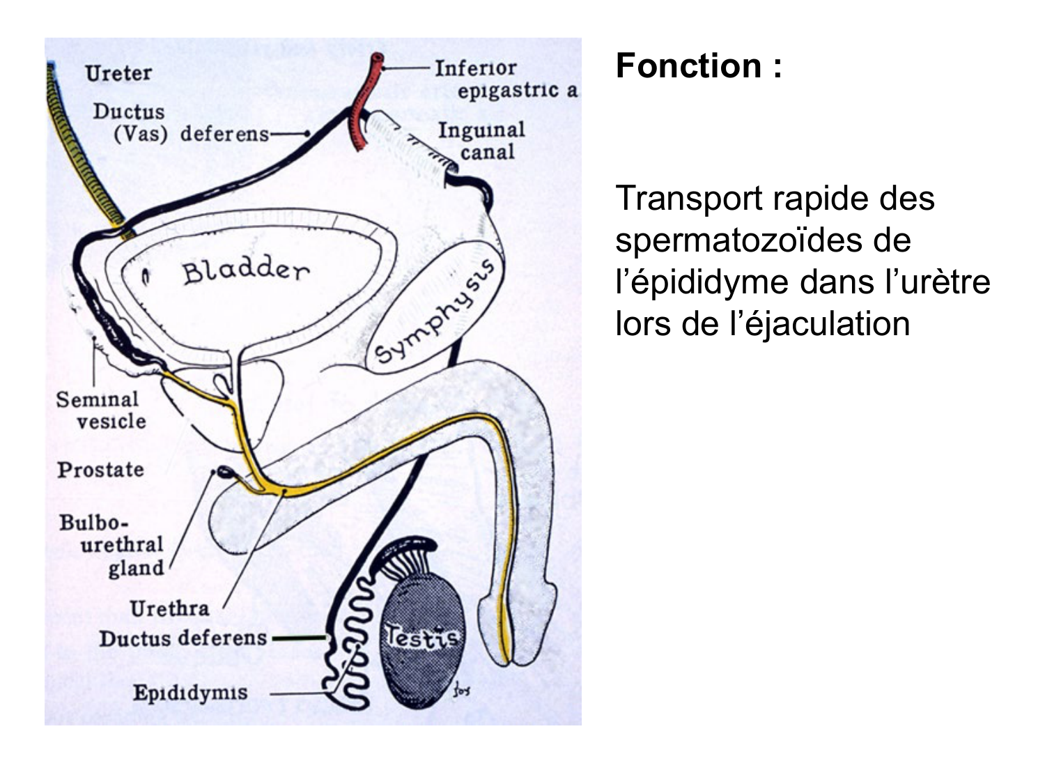 Splanchnologie generale; Pelvis-Perinée système reproducteur (homme et femme)1 page 153