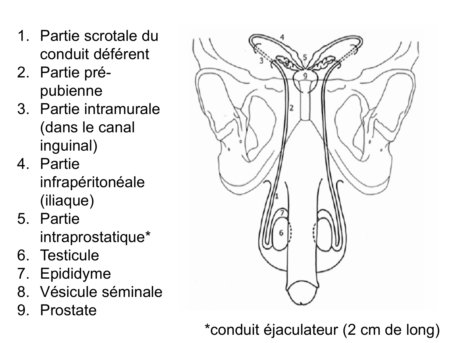 Splanchnologie generale; Pelvis-Perinée système reproducteur (homme et femme)1 page 154