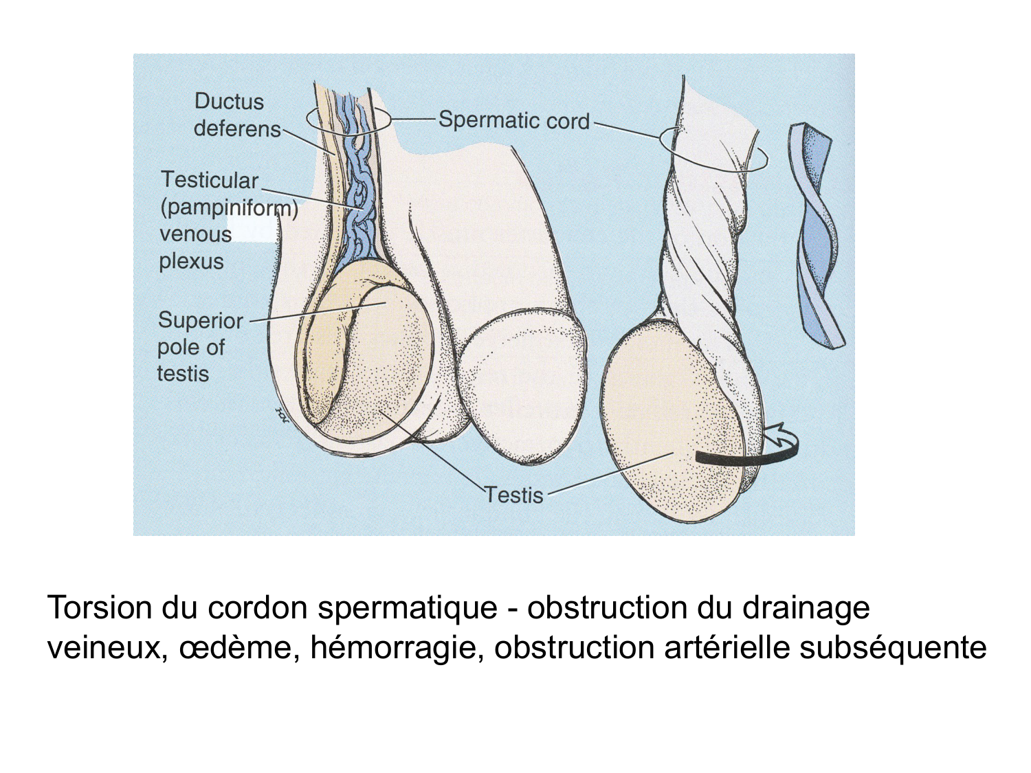 Splanchnologie generale; Pelvis-Perinée système reproducteur (homme et femme)1 page 155