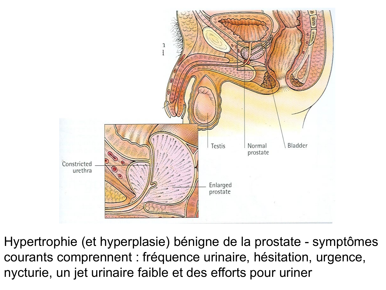 Splanchnologie generale; Pelvis-Perinée système reproducteur (homme et femme)1 page 164