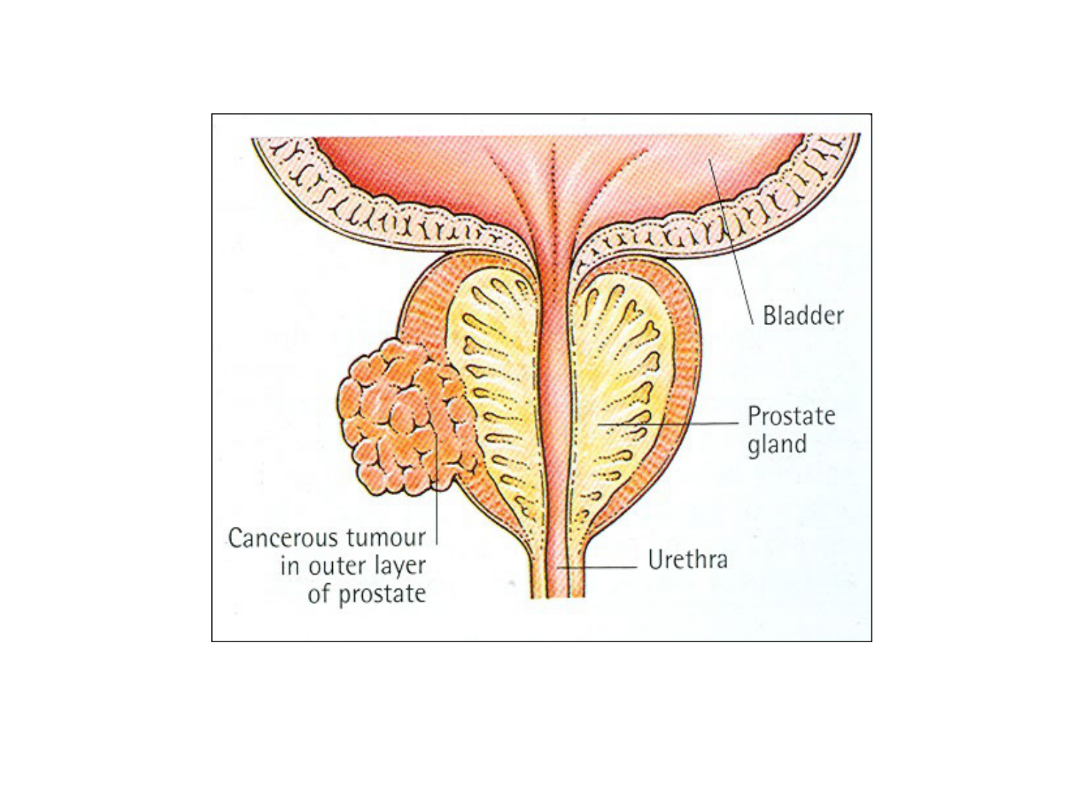 Splanchnologie generale; Pelvis-Perinée système reproducteur (homme et femme)1 page 165