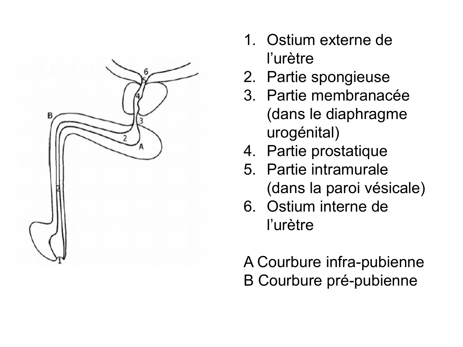 Splanchnologie generale; Pelvis-Perinée système reproducteur (homme et femme)1 page 170