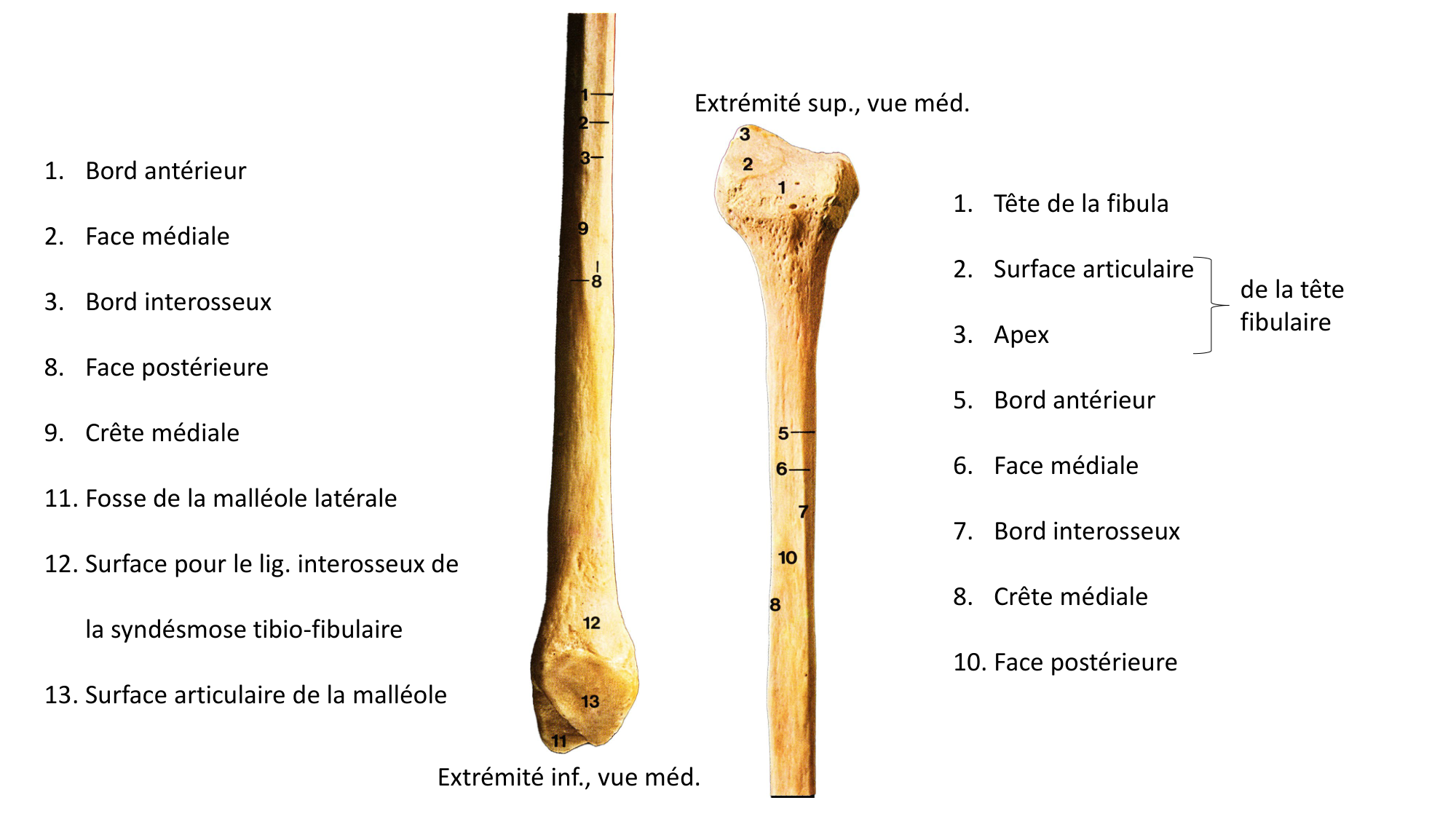 Repérage de la latéralité de la fibula page 2