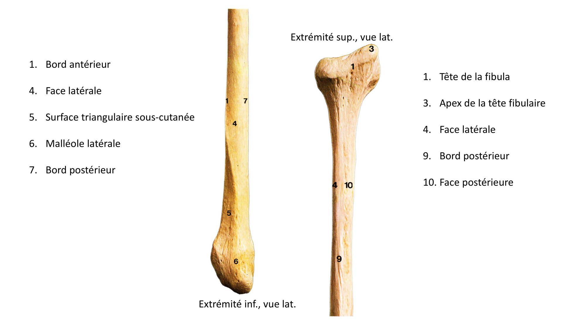 Repérage de la latéralité de la fibula page 3