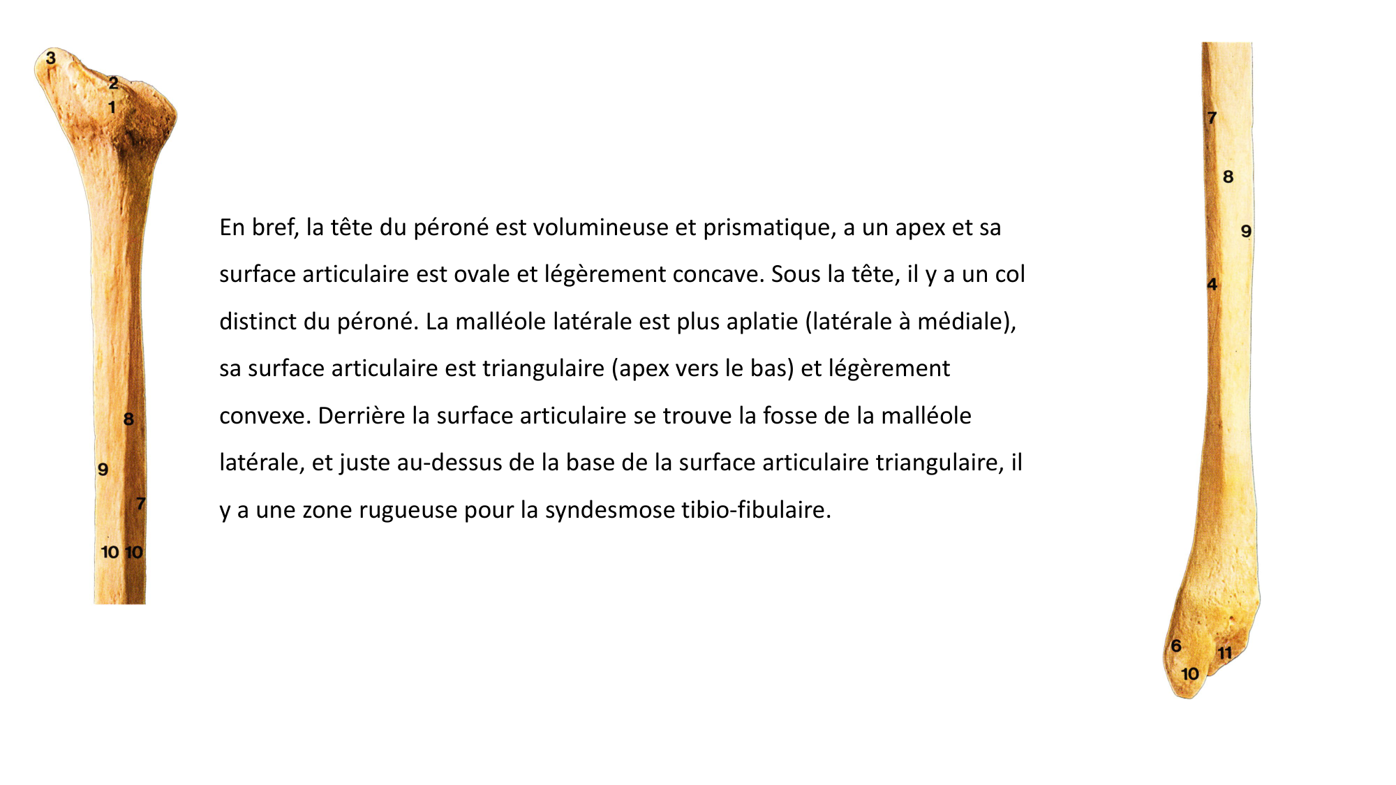 Repérage de la latéralité de la fibula page 5