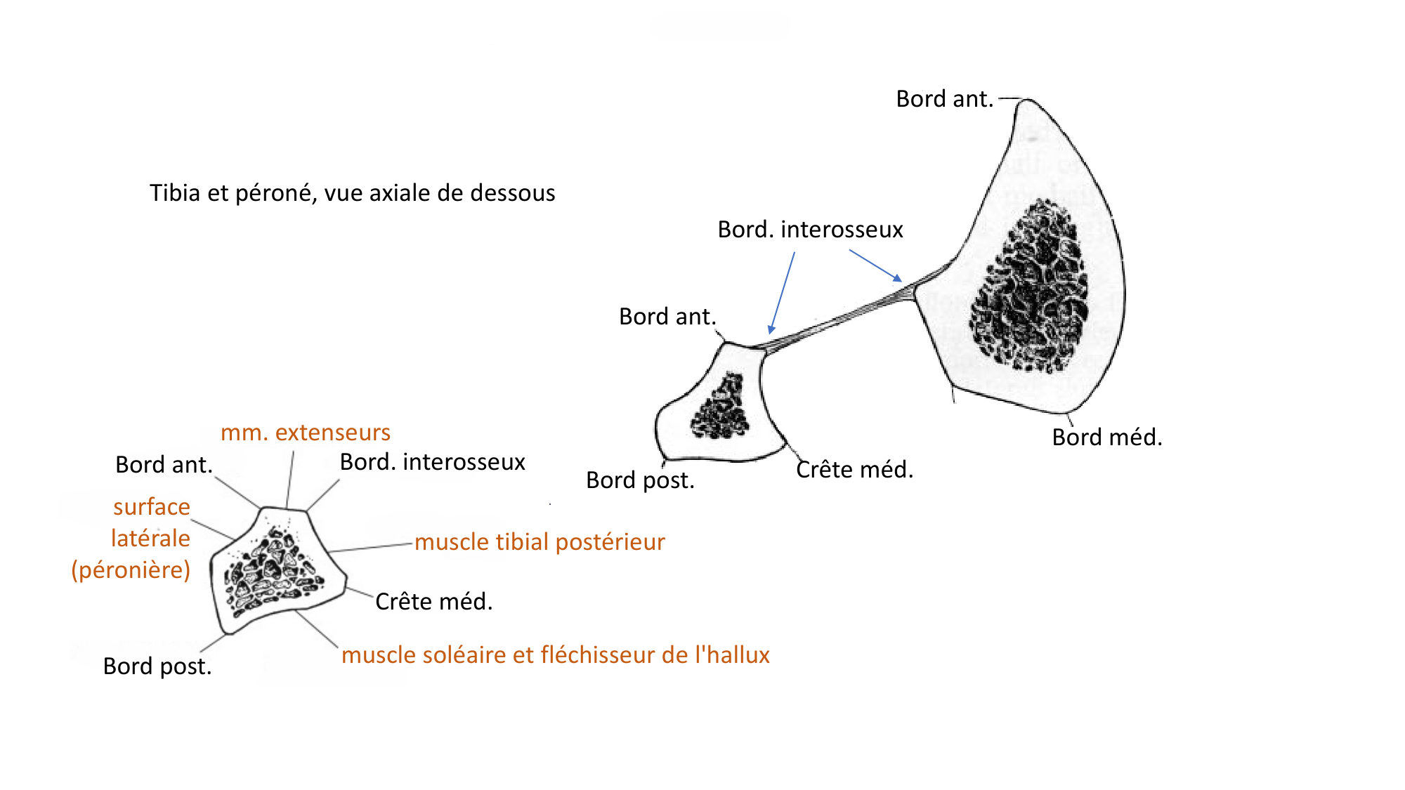 Repérage de la latéralité de la fibula page 6