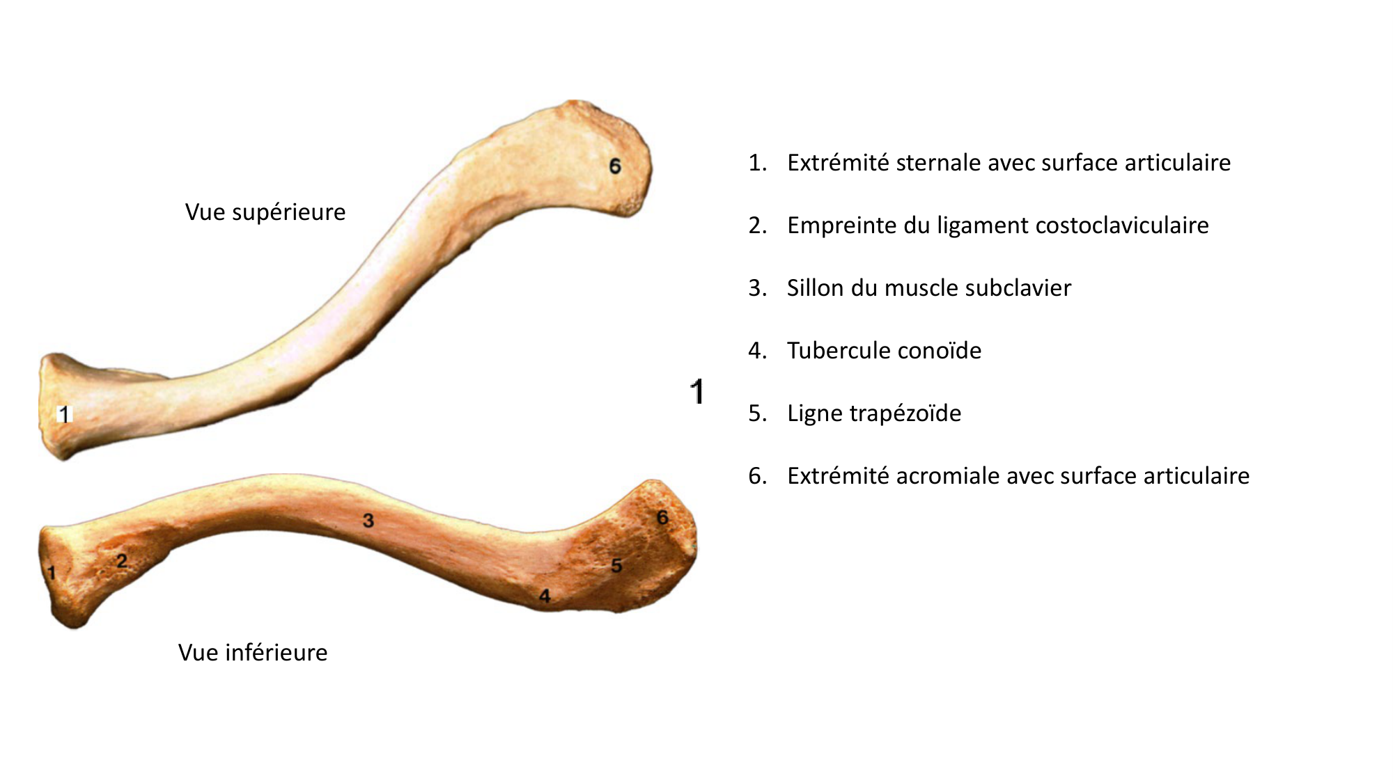 Repérage de la latéralité des os longs des extrémités page 2