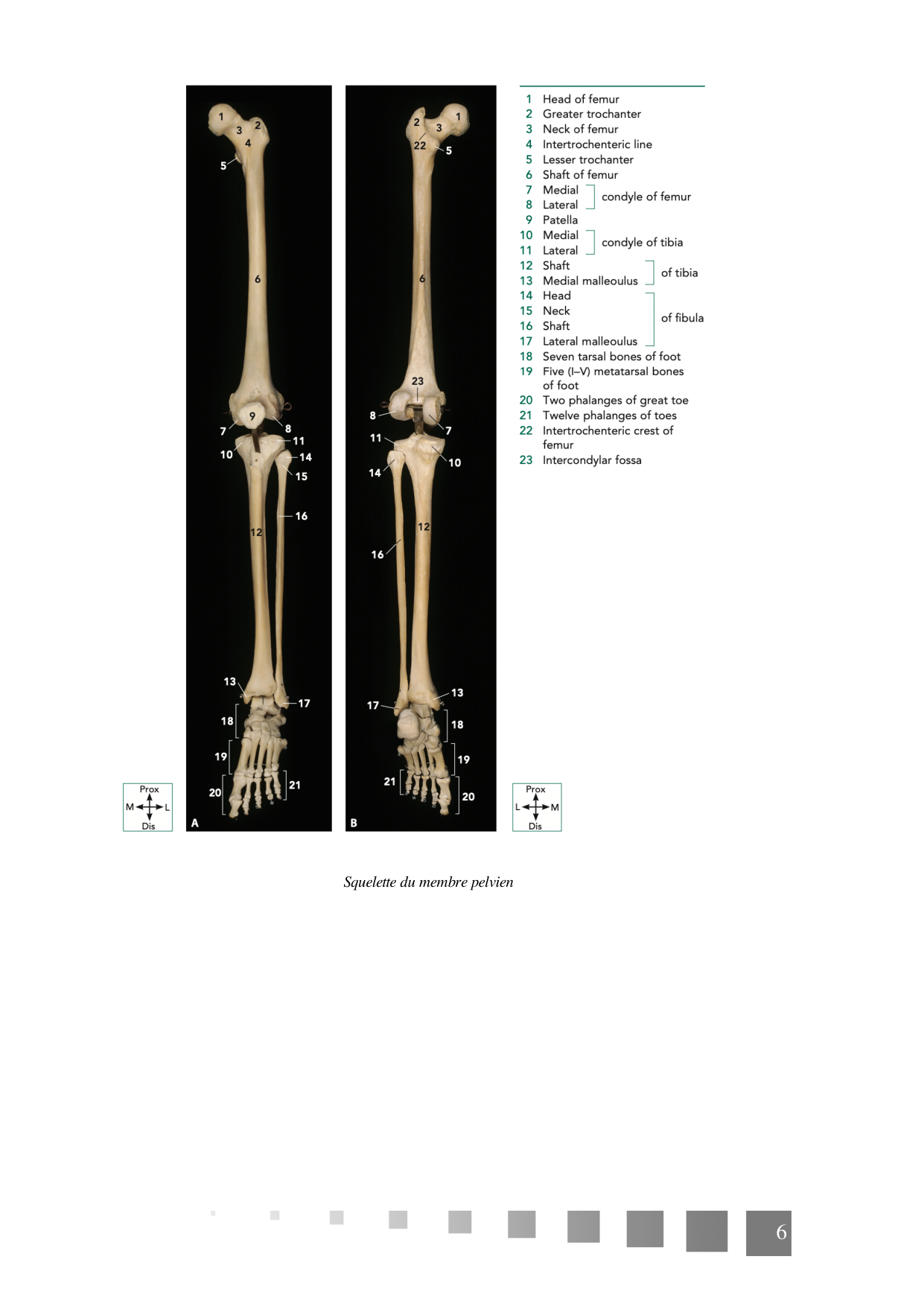 TP Membre Pelvien 2022 page 6