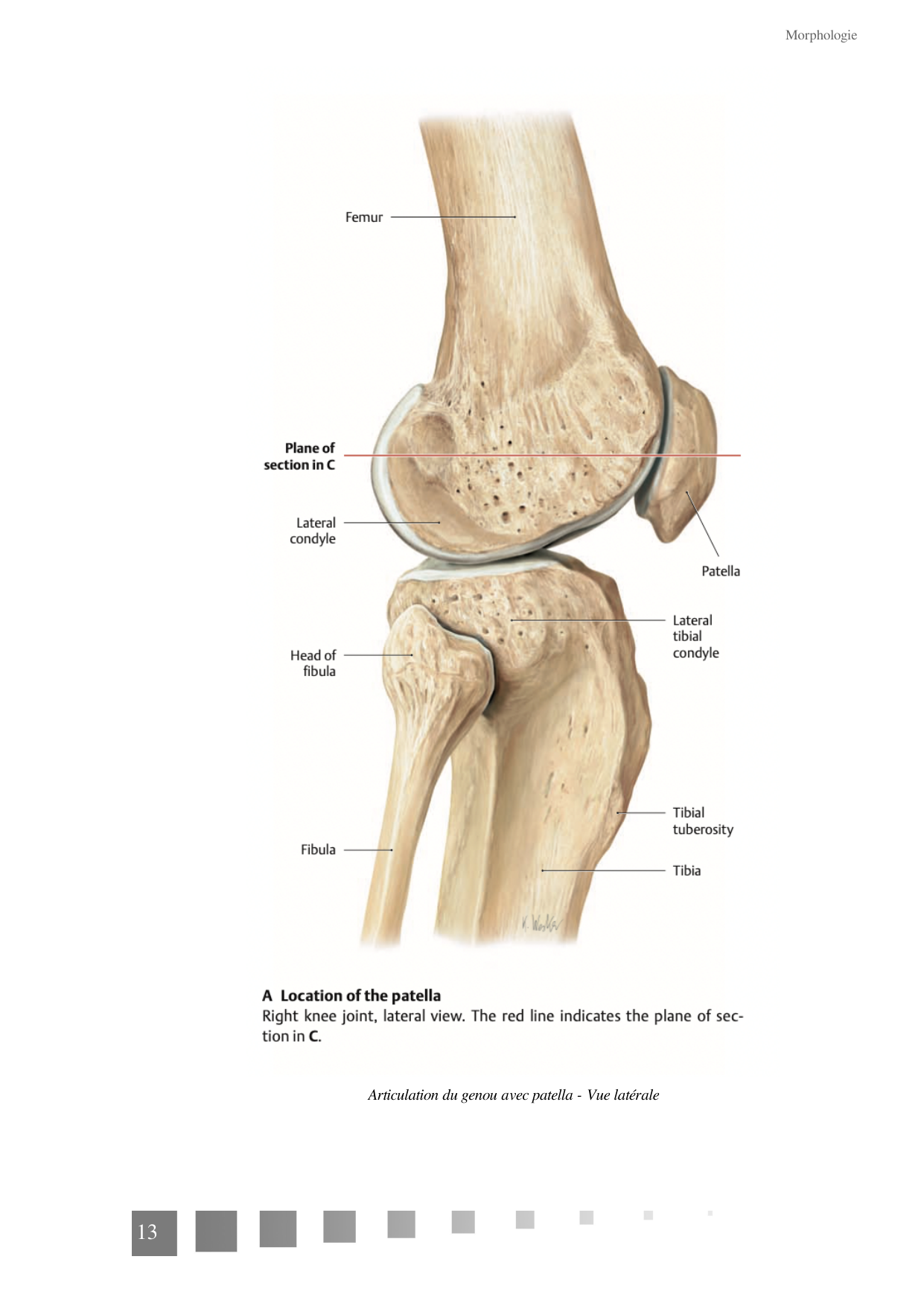 TP Membre Pelvien 2022 page 13