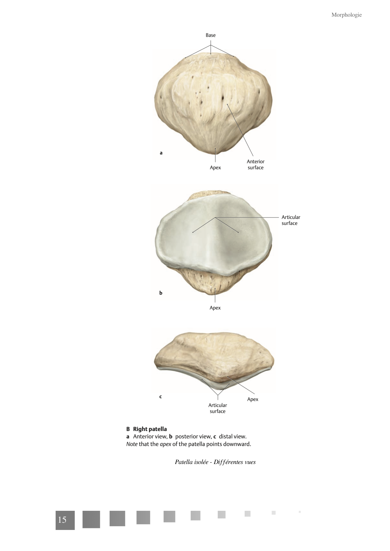 TP Membre Pelvien 2022 page 15