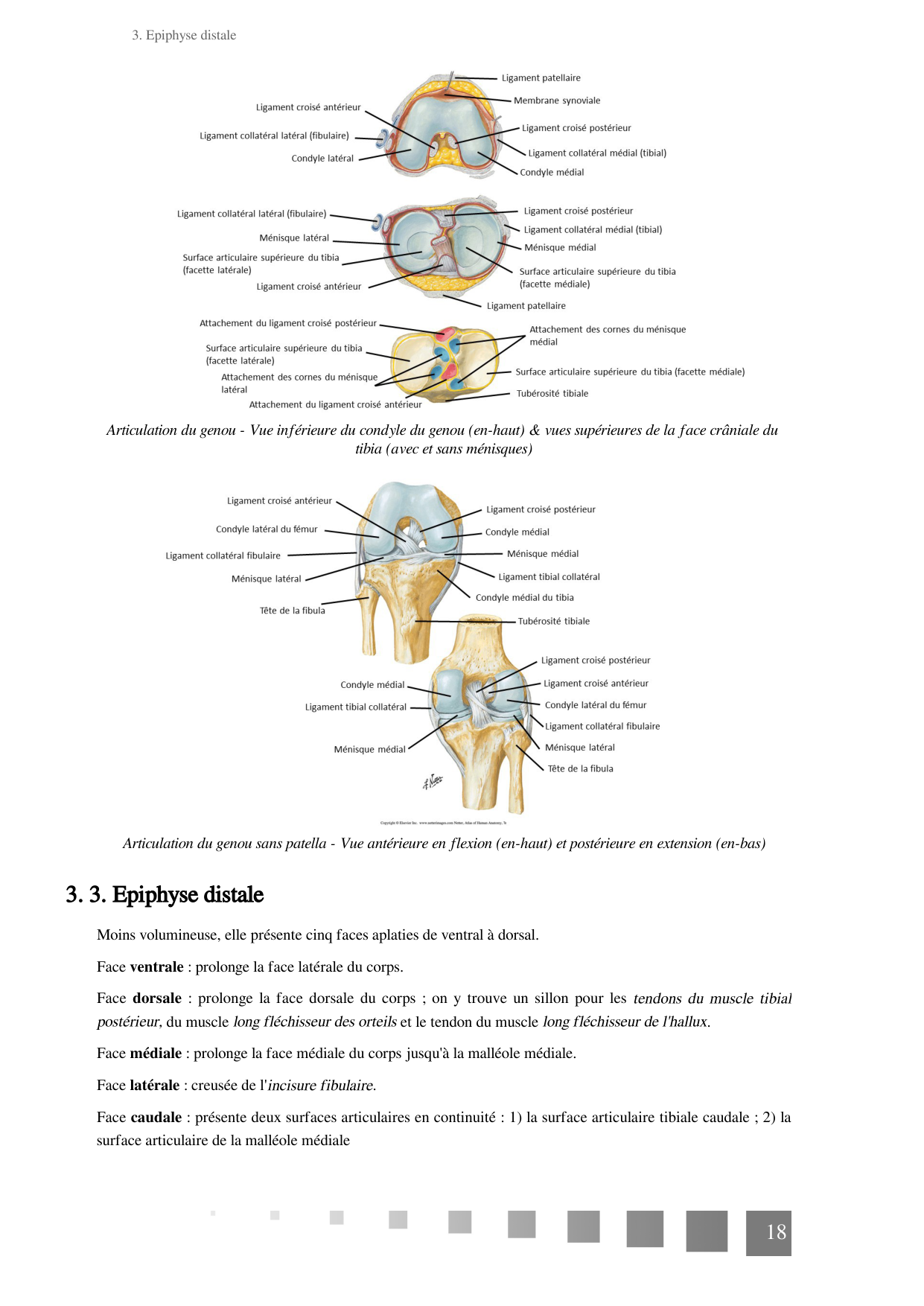 TP Membre Pelvien 2022 page 18